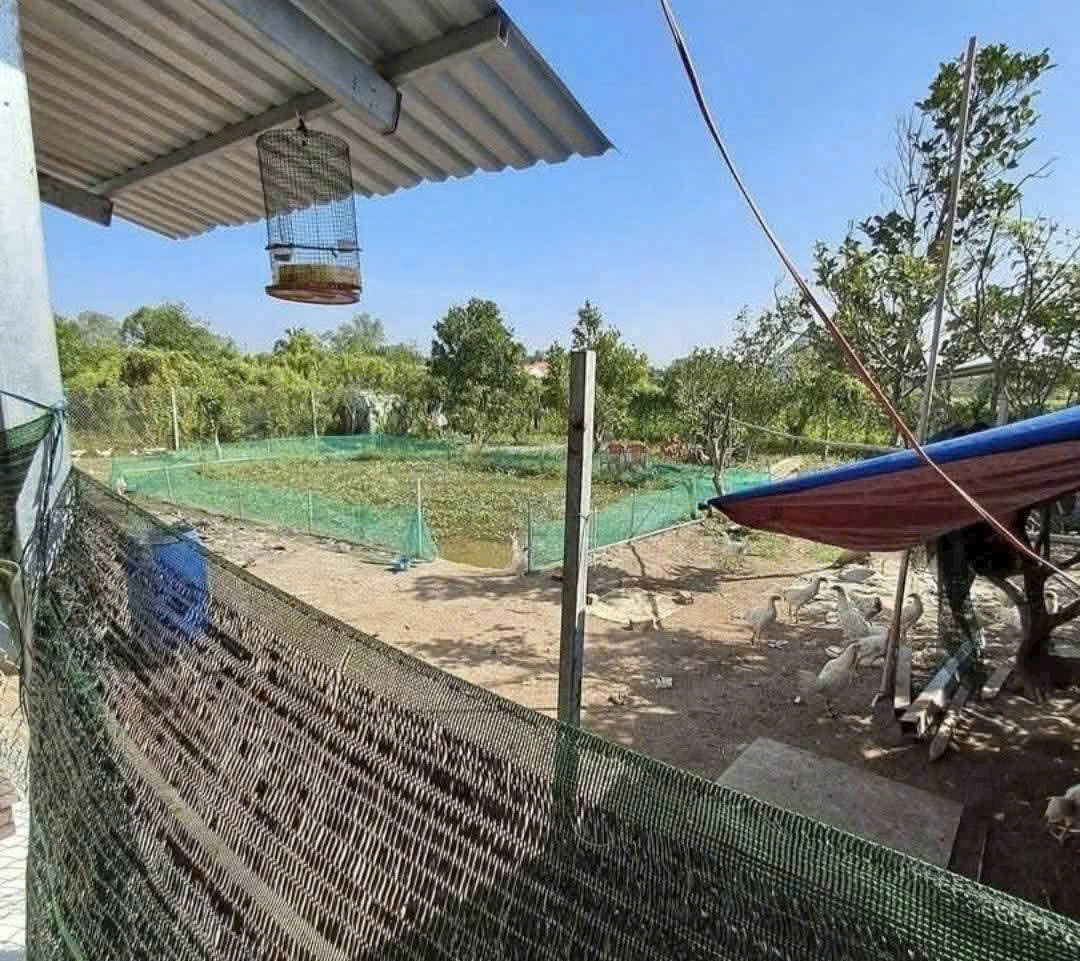 Bán nhà vườn tdt 1276,5m2 chưa thổ xã Bình Đức 1 lửng 2pn,2wc giá chốt 2,8 tỷ 3