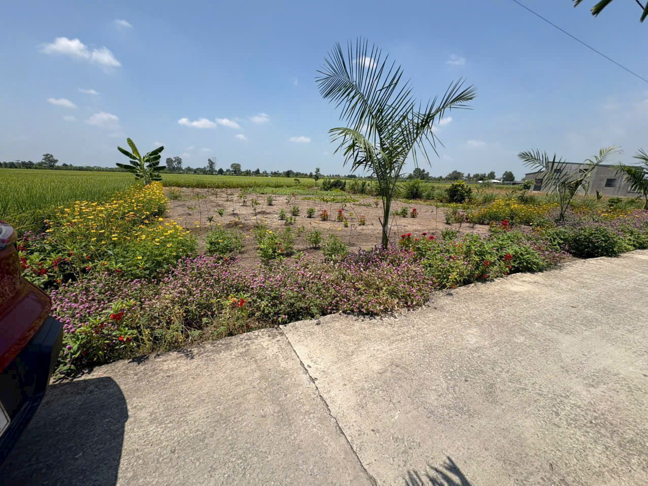 Bán 2 nền thổ cư đường beton xe hơi xã Bình lãng , Tân Tru giá 390tr , 460tr