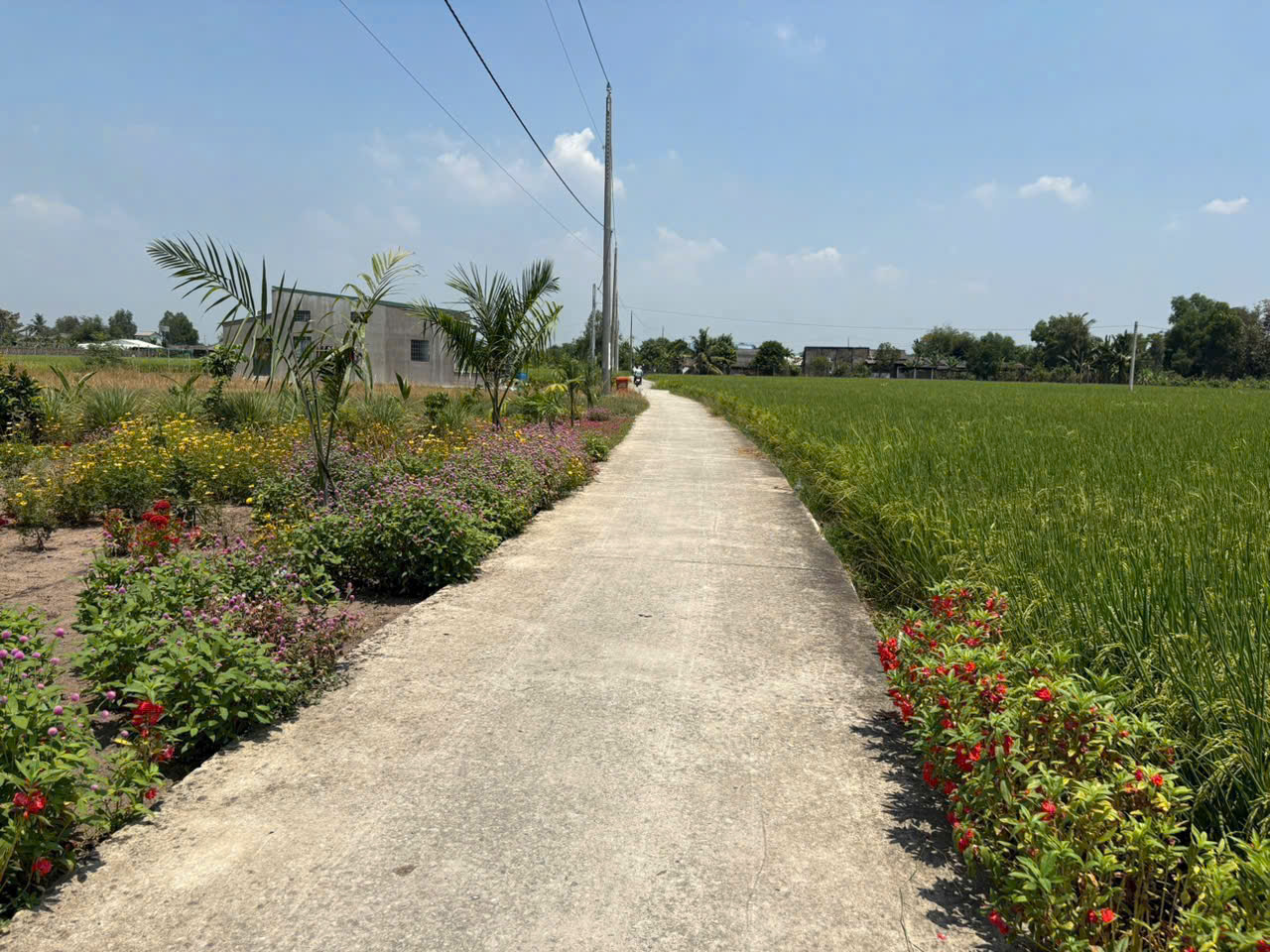 Bán 2 nền thổ cư đường beton xe hơi xã Bình lãng , Tân Tru giá 390tr , 460tr 3