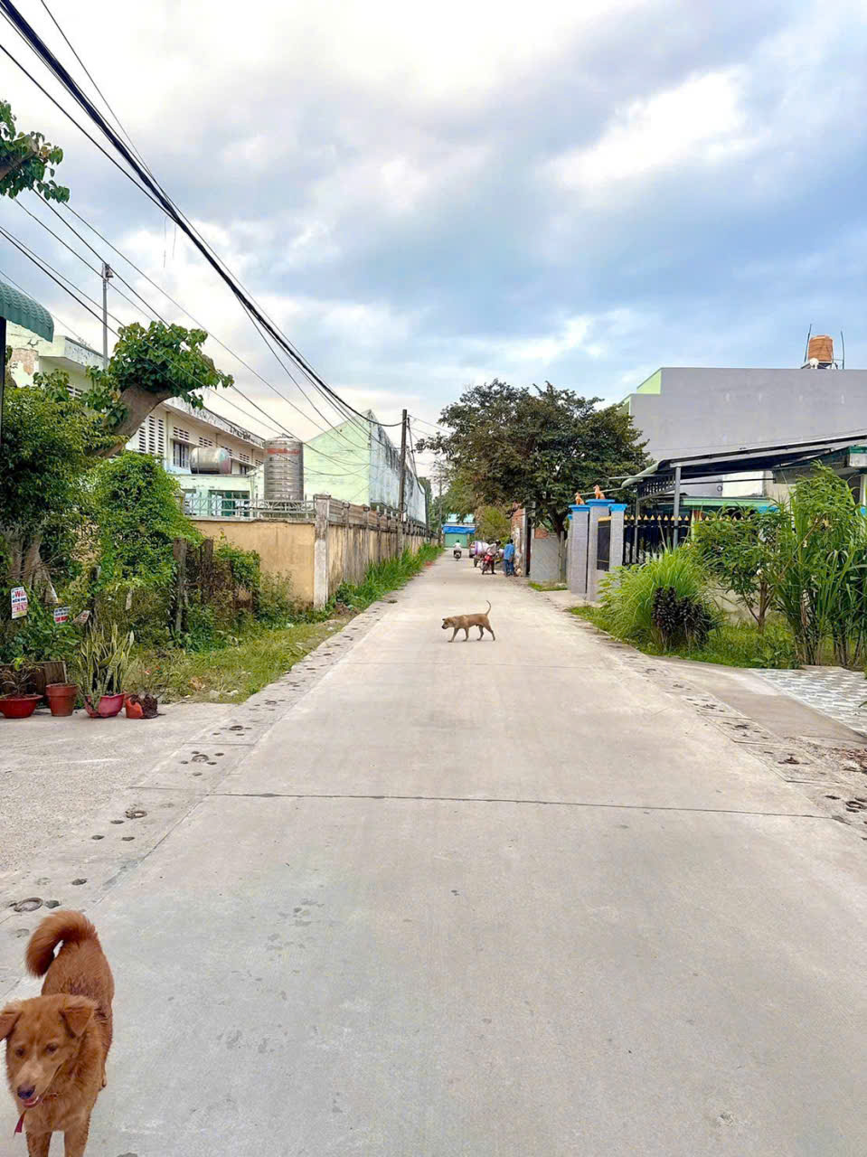 Bán nhà cấp 4 hẻm Lê Thị Bay , Tân Thạnh Đông dt 140m2 ,2pn,2wc giá 2,55 tỷ 5