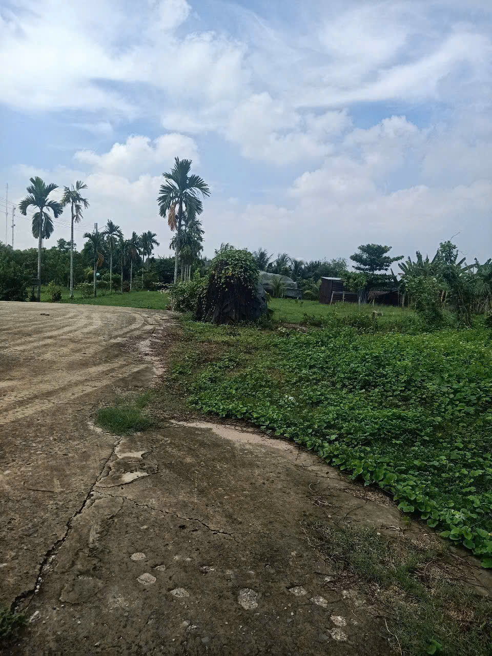 NHÀ VƯỜN 6.400M² – 1.350M² THỔ CƯ – ĐƯỜNG XE TẢI XUÂN THỚI SƠN, HÓC MÔN 5