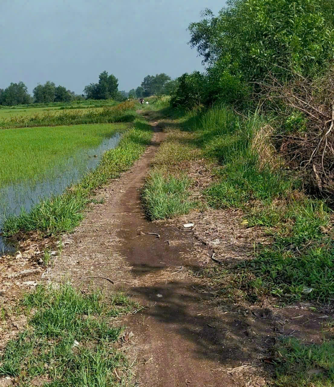 ĐẤT (87X60) X. TÂN AN HỘI – NGANG KHỦNG 87M – CHỈ 1,2TR/M², CỦ CHI 3