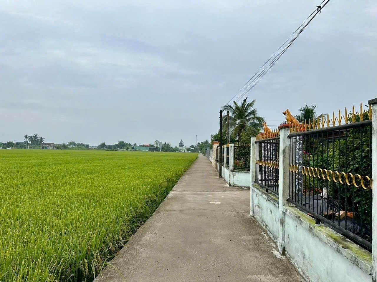 Bán nhà giá rẻ xã Tân Bình , Tân Trụ dt 125m2 full thổ hướng Bắc 2pn,1wc giá 950 triệu 11