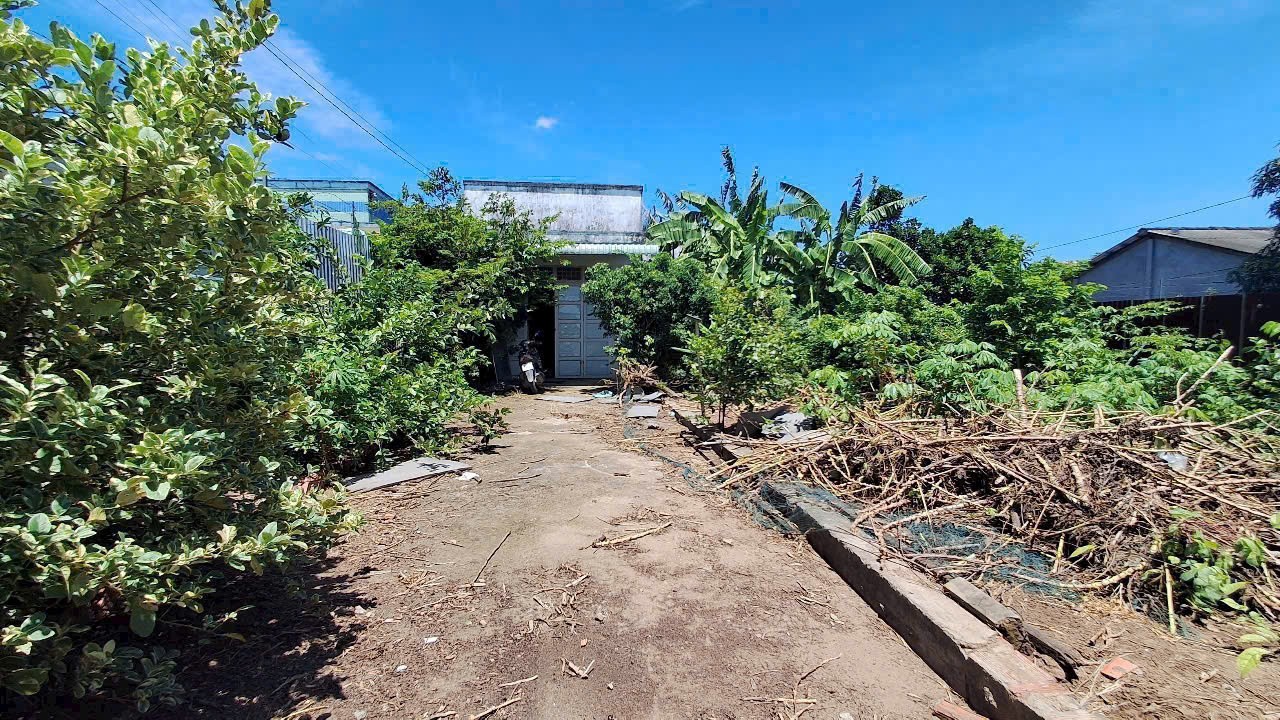 Bán đất tặng nhà cấp 4 hoàn công ĐT 833 tdt 1916m2 ( 300m2 thổ ) Bình Lãng , Tân Trụ giá 6,5 tỷ 4