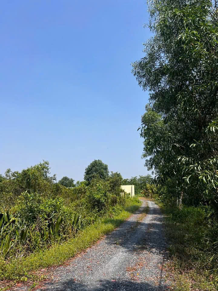 SIÊU QUỸ ĐẤT GÓC 2 MẶT TIỀN NGUYỄN THỊ LÈN – NGANG 115M KHỦNG 3