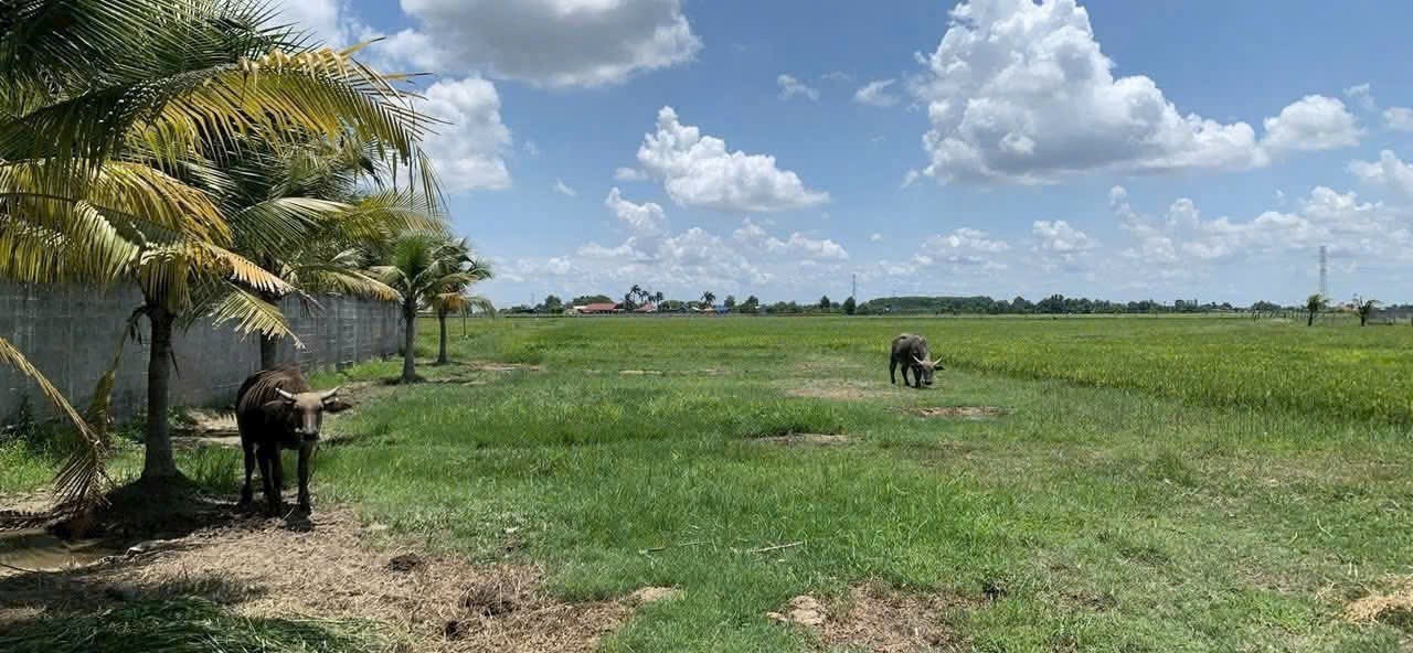 QUỸ ĐẤT 2HA MẶT TIỀN TỈNH LỘ 7 – SÁT QL22 – GIÁ CHỈ 2TR/M² VỊ TRÍ SIÊU ĐẸP 2