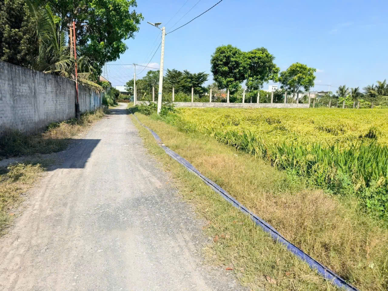 Bán đất lúa đường đá xanh xe tải xã Nhựt Chánh dt 3004m2 giá 4,85 tỷ 2