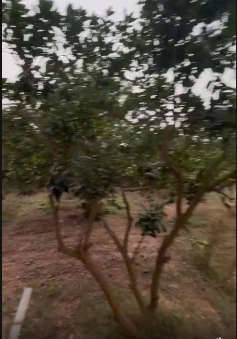 Bán nhà vườn đẹp xã Lam Điền (cũ nay thuộc xã Quảng Bị), 1400m2, mặt tiền 40m, đường bê tông ô tô, 15