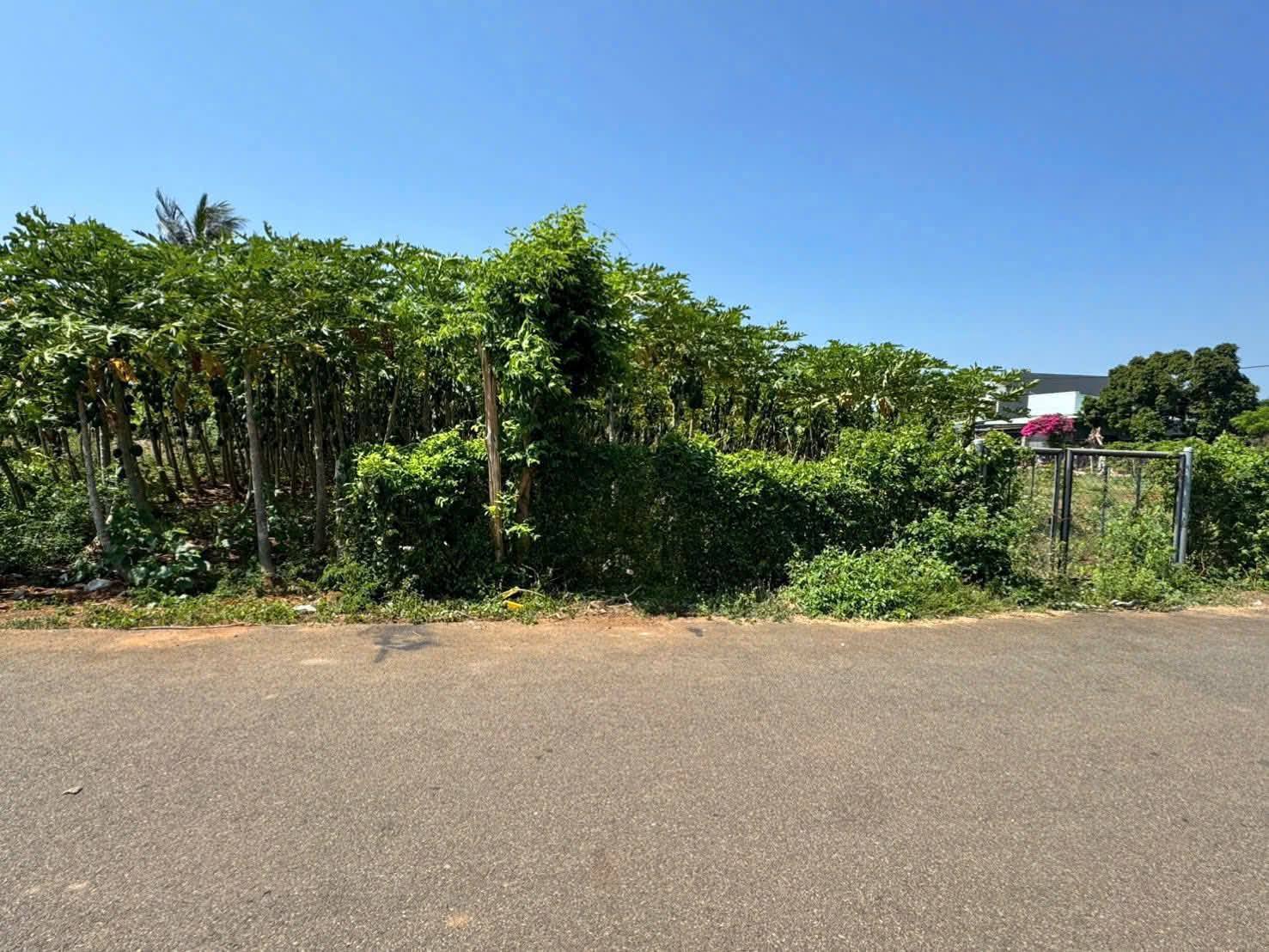 BÁN ĐẤT 7M X 35M MẶT TIỀN ĐƯỜNG 85 HÒA LONG 2