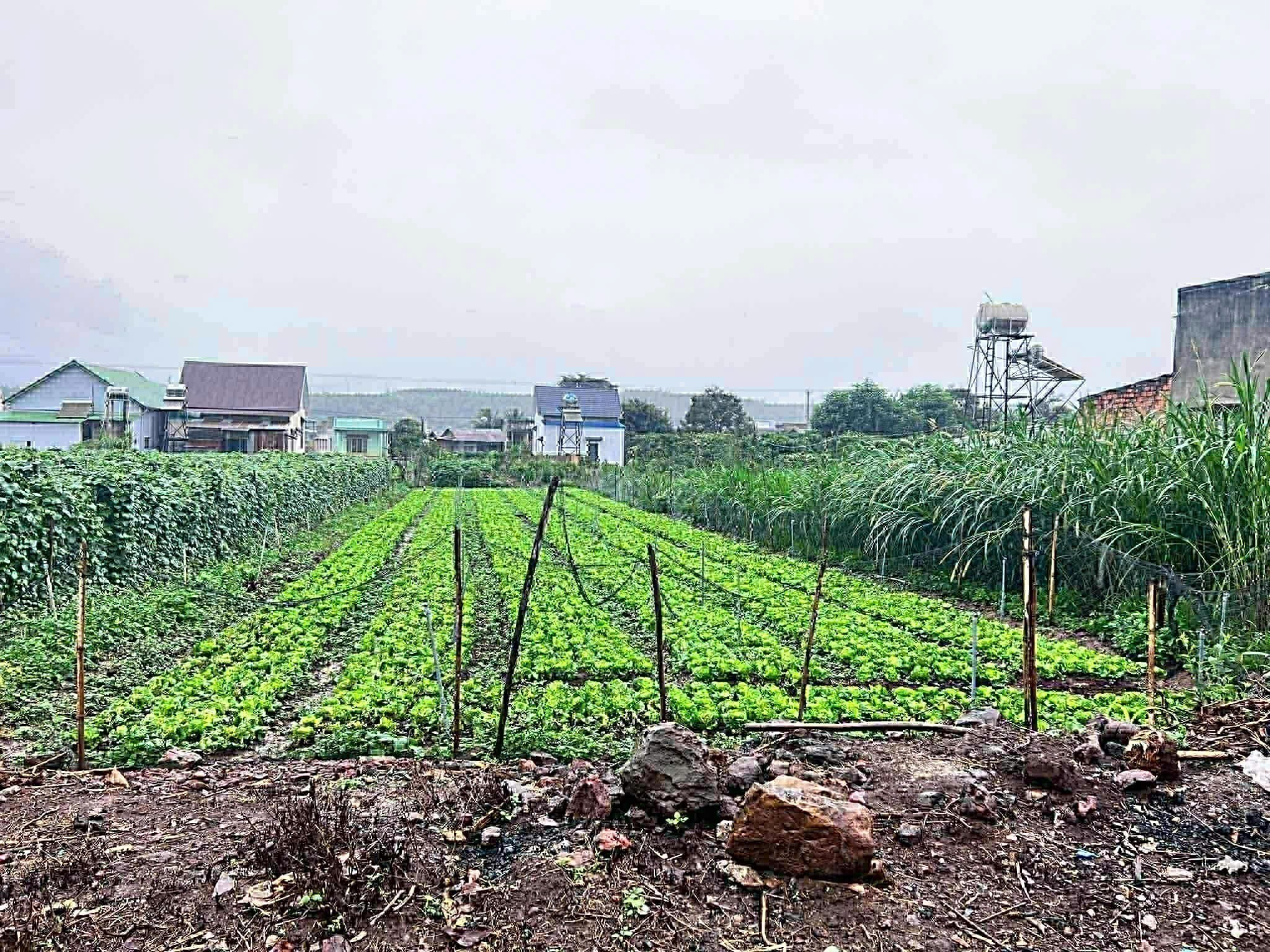 500m2 mặt hẻm tân phú, tân hội, đức trọng cũ, lâm đồng 2