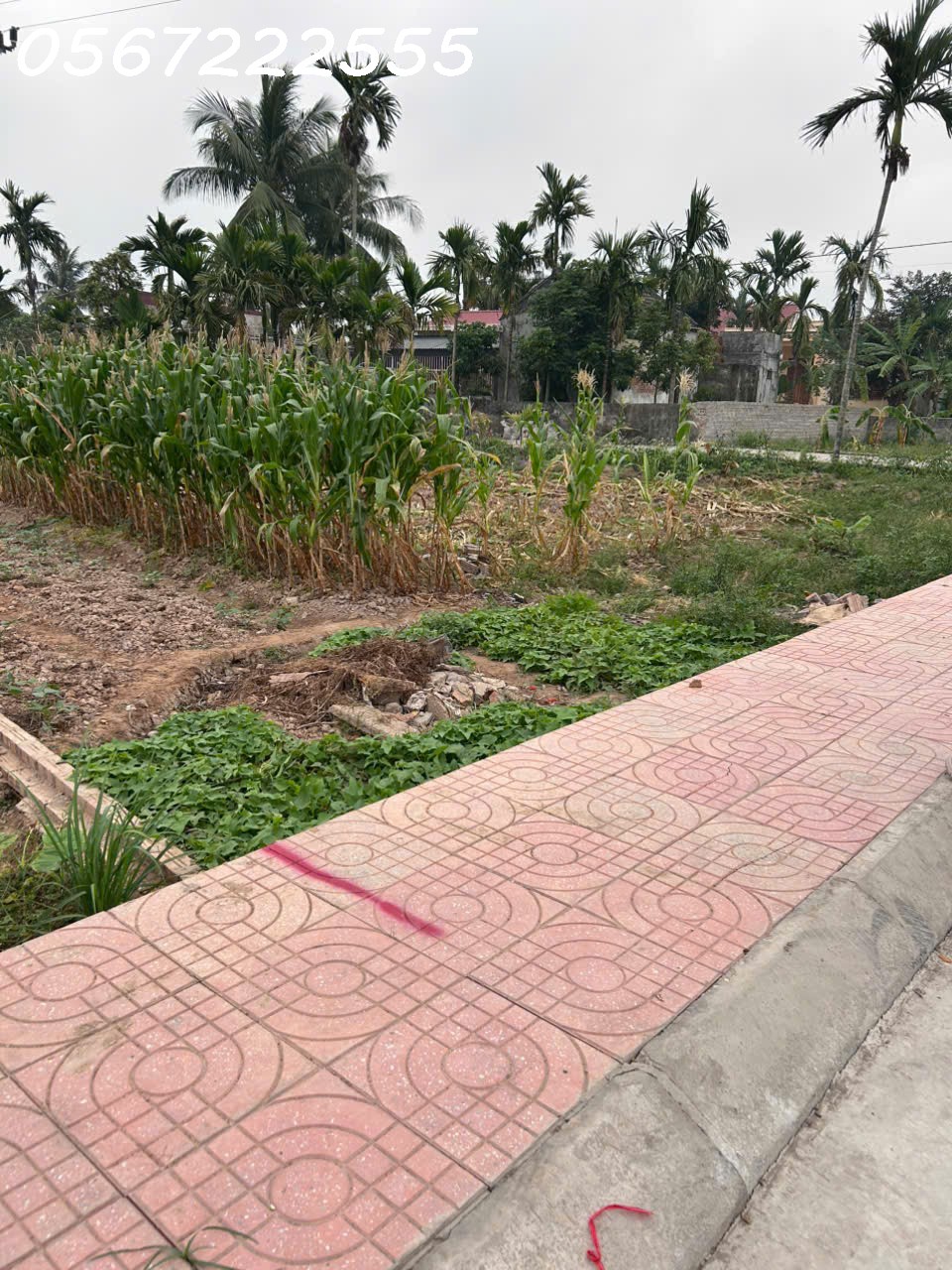 Bán đất nhà vườn mặt đường trục thôn Kính Trực, Tân Phong chỉ 1,9xx tỷ - ZALO 0567 222 555 5