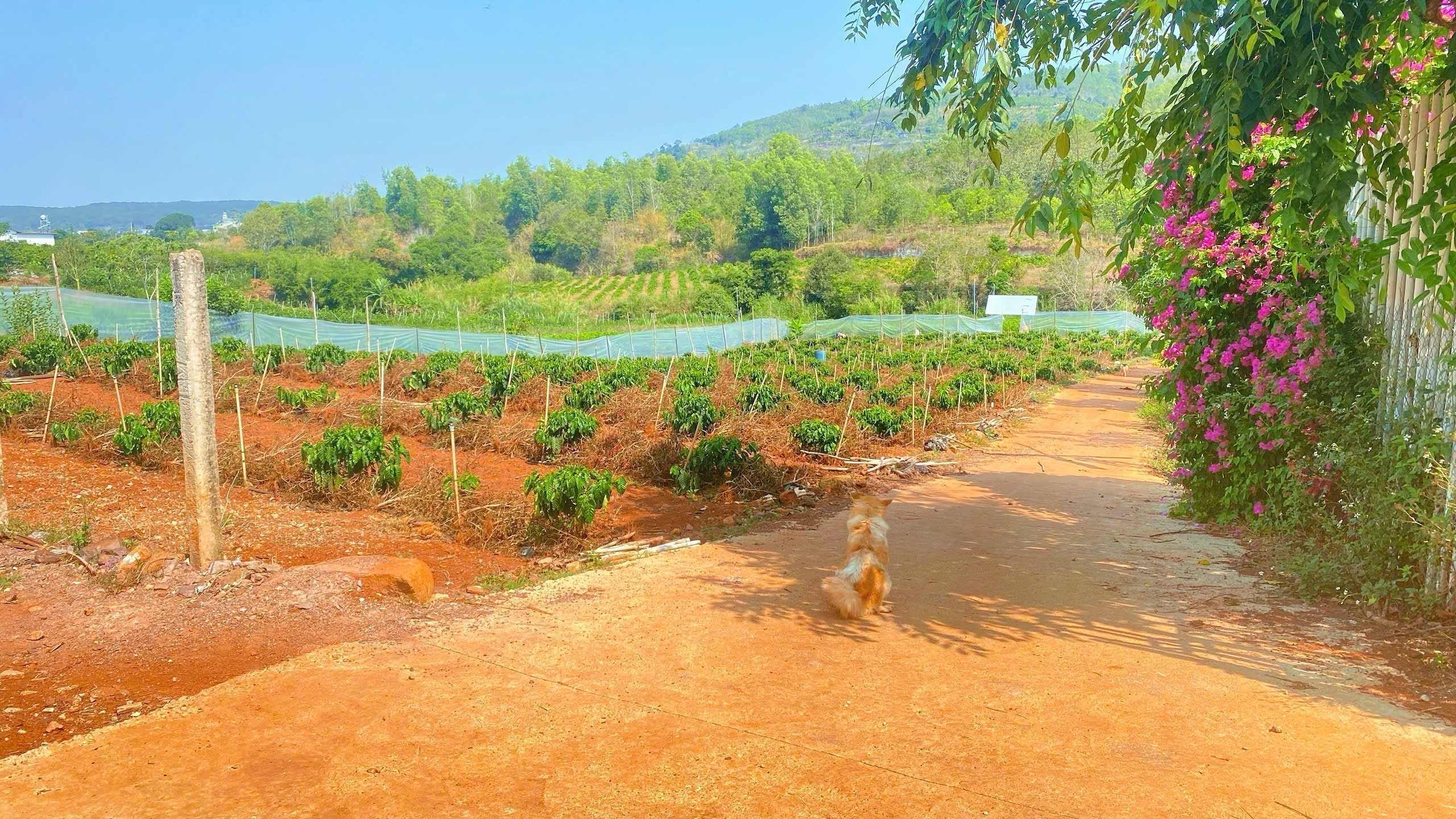 Gần 1,7 sào hẻm ql27, liên hiệp, đức trọng cũ, lâm đồng 8