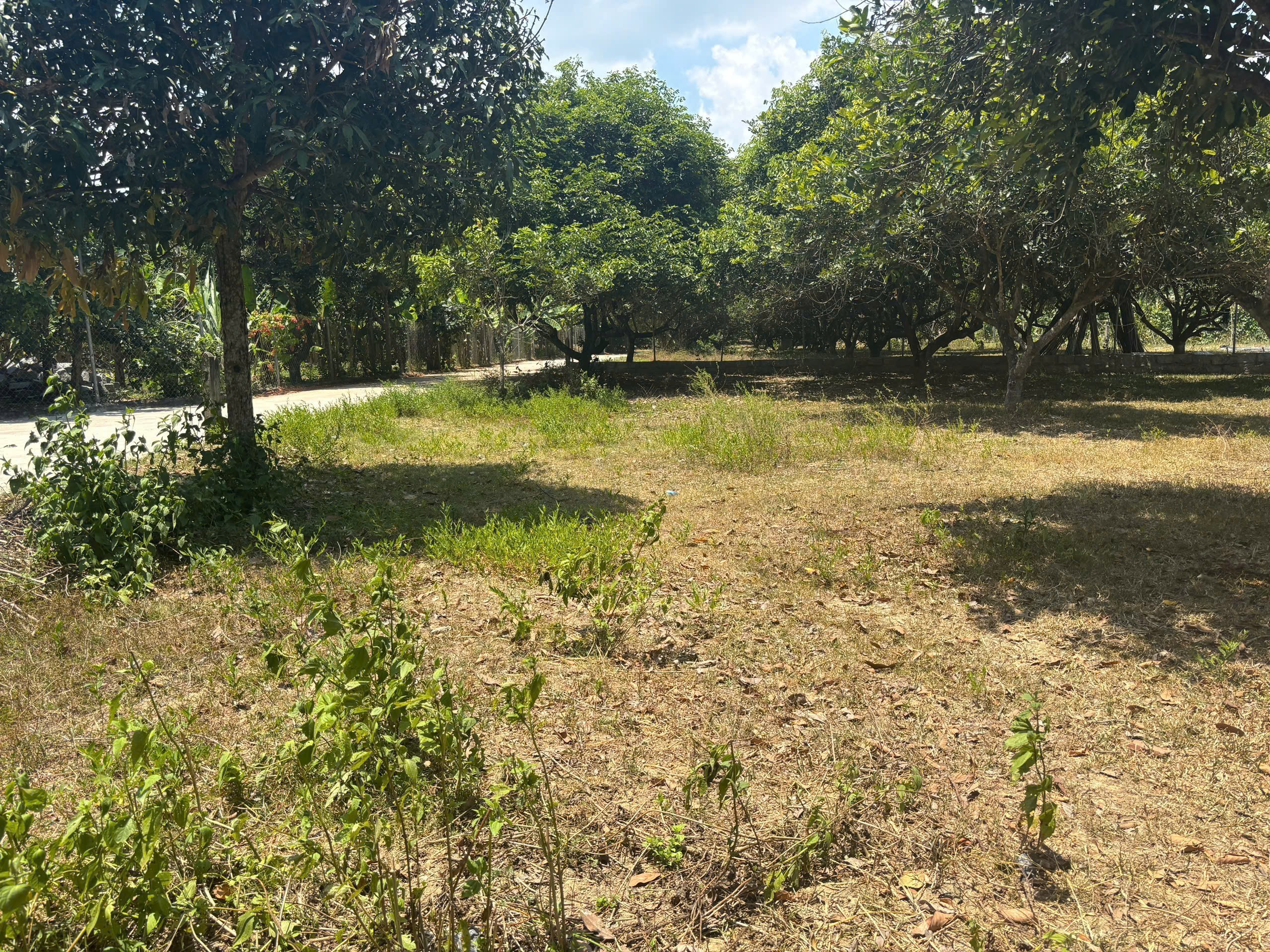 Bán đất Diên Lâm full thổ cư gần Hương Lộ 39 - ngang 40 x dài 20m vuông vắn tách được 8 lô 3