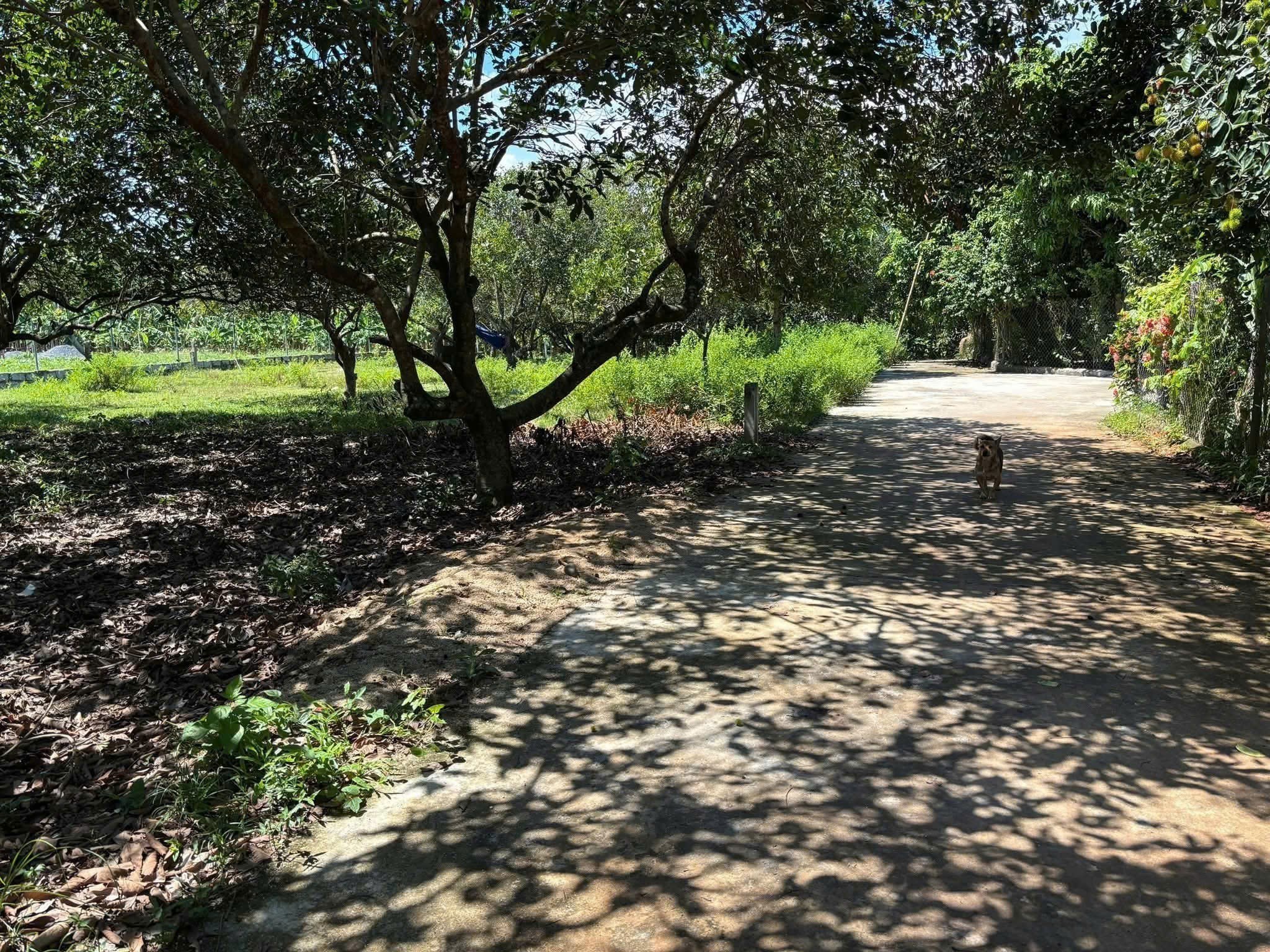 Bán đất Diên Lâm full thổ cư gần Hương Lộ 39 - ngang 40 x dài 20m vuông vắn tách được 8 lô 2