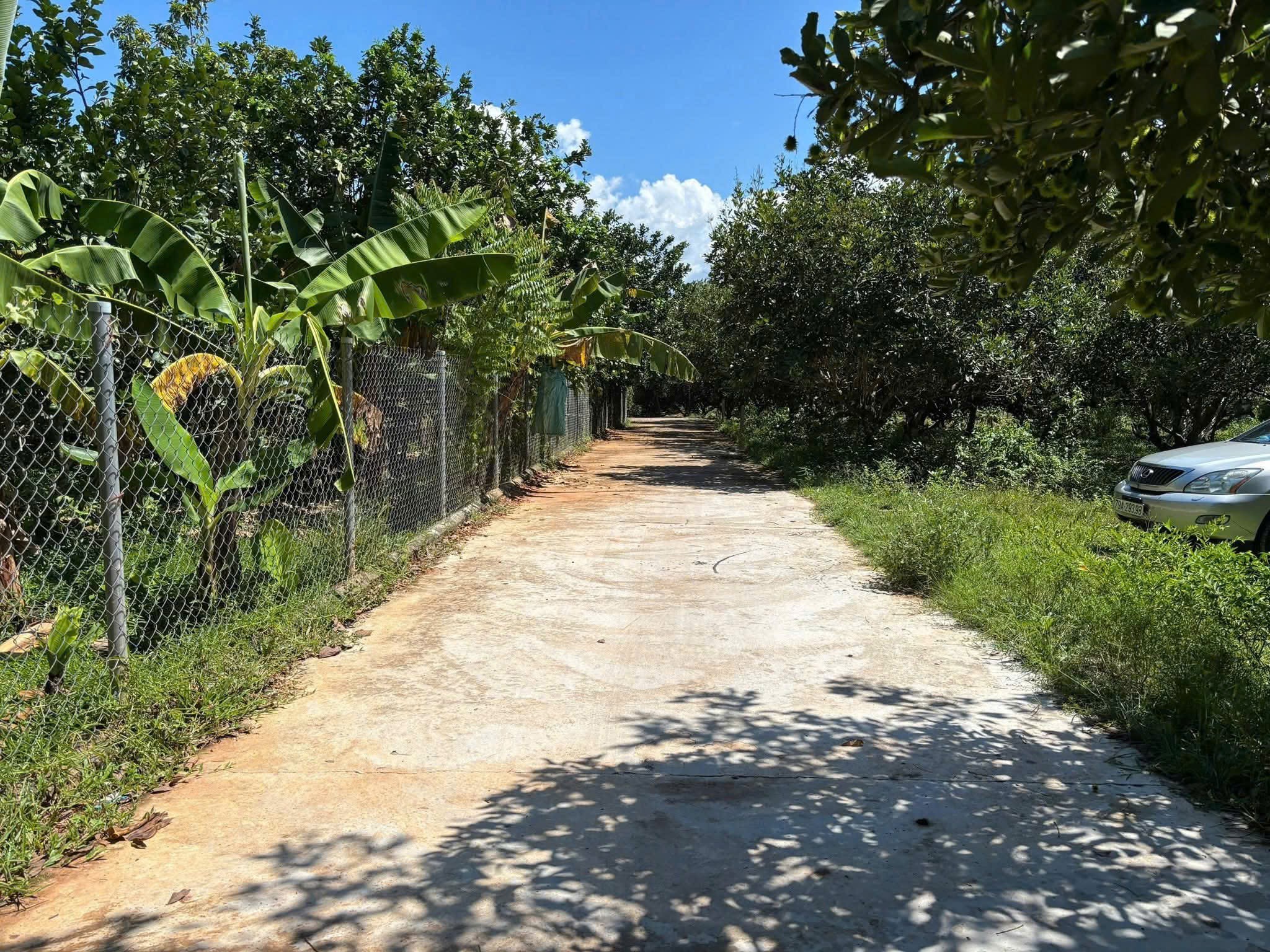 Bán đất Diên Lâm full thổ cư gần Hương Lộ 39 - ngang 40 x dài 20m vuông vắn tách được 8 lô 4