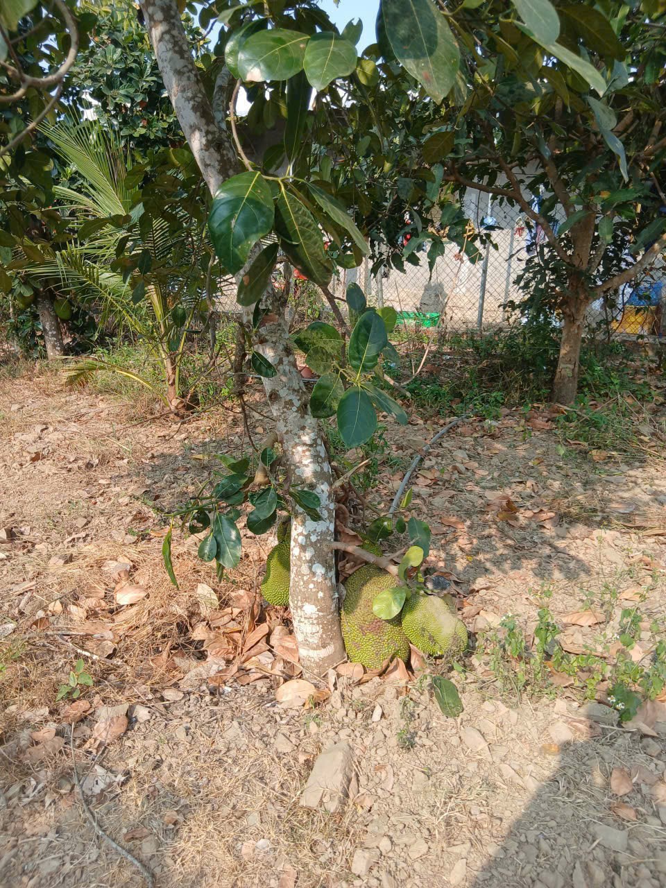 Bán căn nhà vườn Diên Lâm mặt đường nội thôn - tặng vườn cây trái đủ loại 4