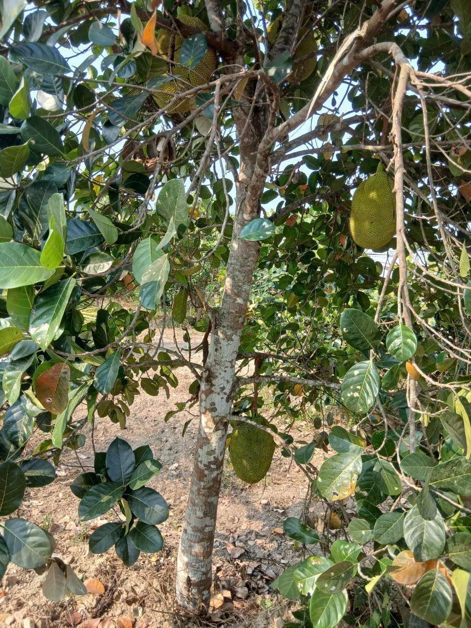 Bán căn nhà vườn Diên Lâm mặt đường nội thôn - tặng vườn cây trái đủ loại 5