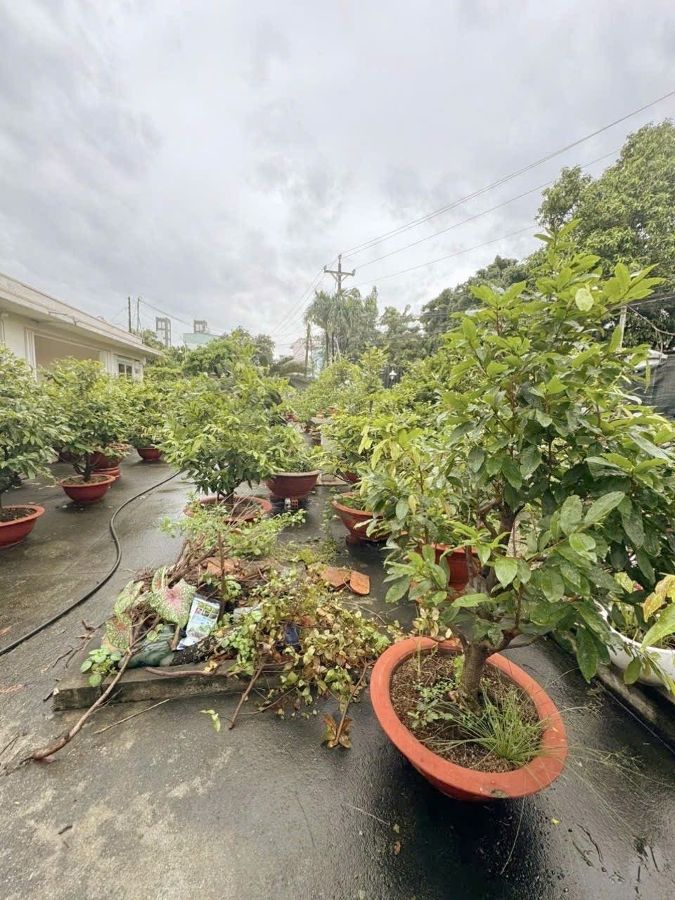 ĐẤT 175M2 MẶT TIỀN ĐÔNG MINH DĨ AN BÌNH DƯƠNG - XÂY KIOT VỪA CHO THUÊ VỪA LÀM NHÀ SÂN VƯỜN 4