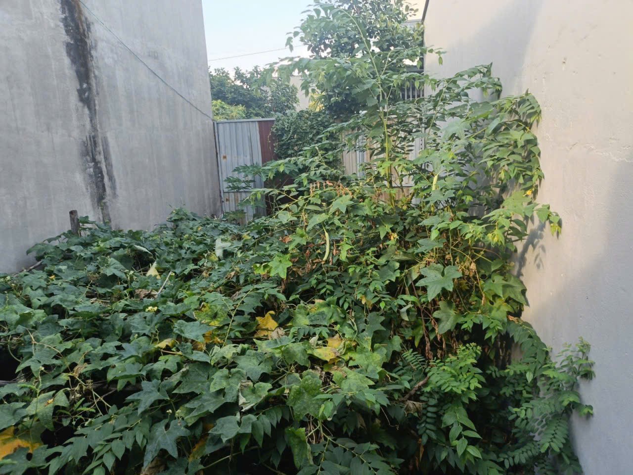 ĐẤT 42M DÂN CƯ HIỆN HỮU– ĐƯỜNG SỐ 4 ĐỐI DIỆN VẠN PHÚC CITY – HIỆP BÌNH PHƯỚC THỦ ĐỨC 5