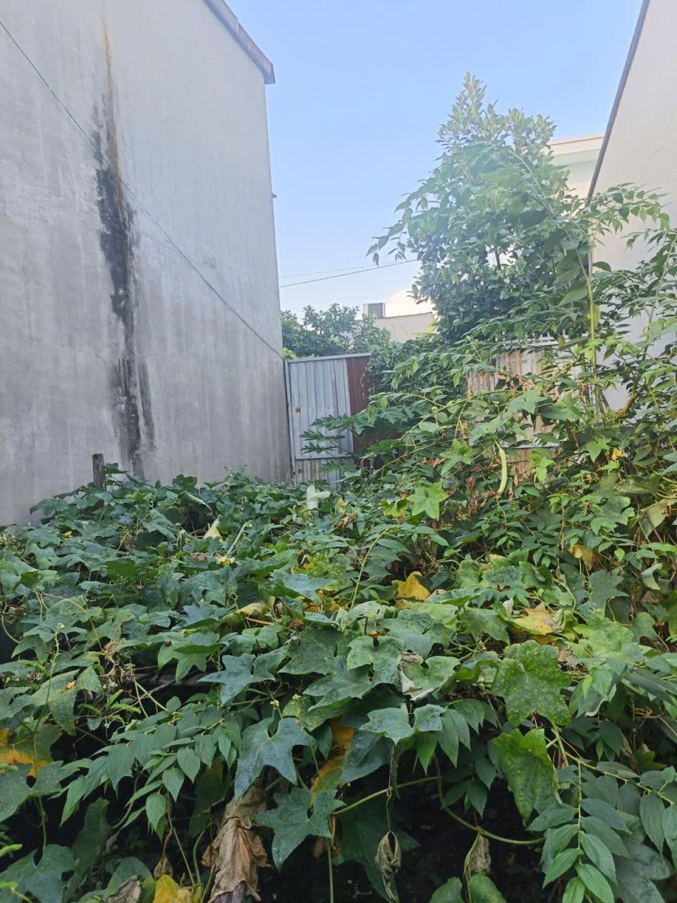 ĐẤT 42M DÂN CƯ HIỆN HỮU– ĐƯỜNG SỐ 4 ĐỐI DIỆN VẠN PHÚC CITY – HIỆP BÌNH PHƯỚC THỦ ĐỨC 4