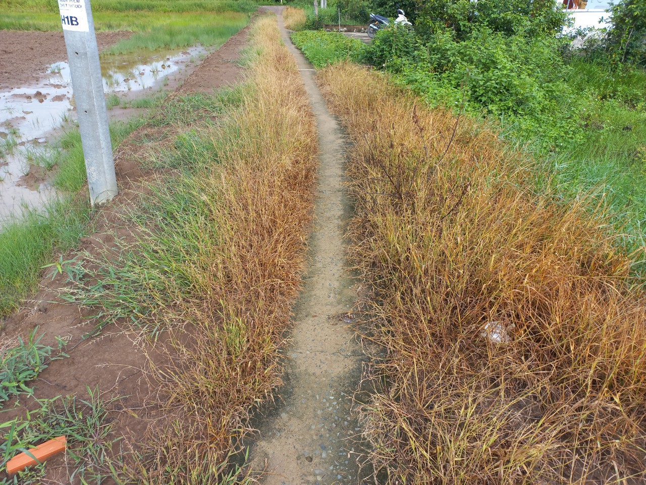 Đất lúa Óc Đảo Long Hựu 1000m2 mt xe hơi giá rẻ cho khách mua 1 tỏi 2 3