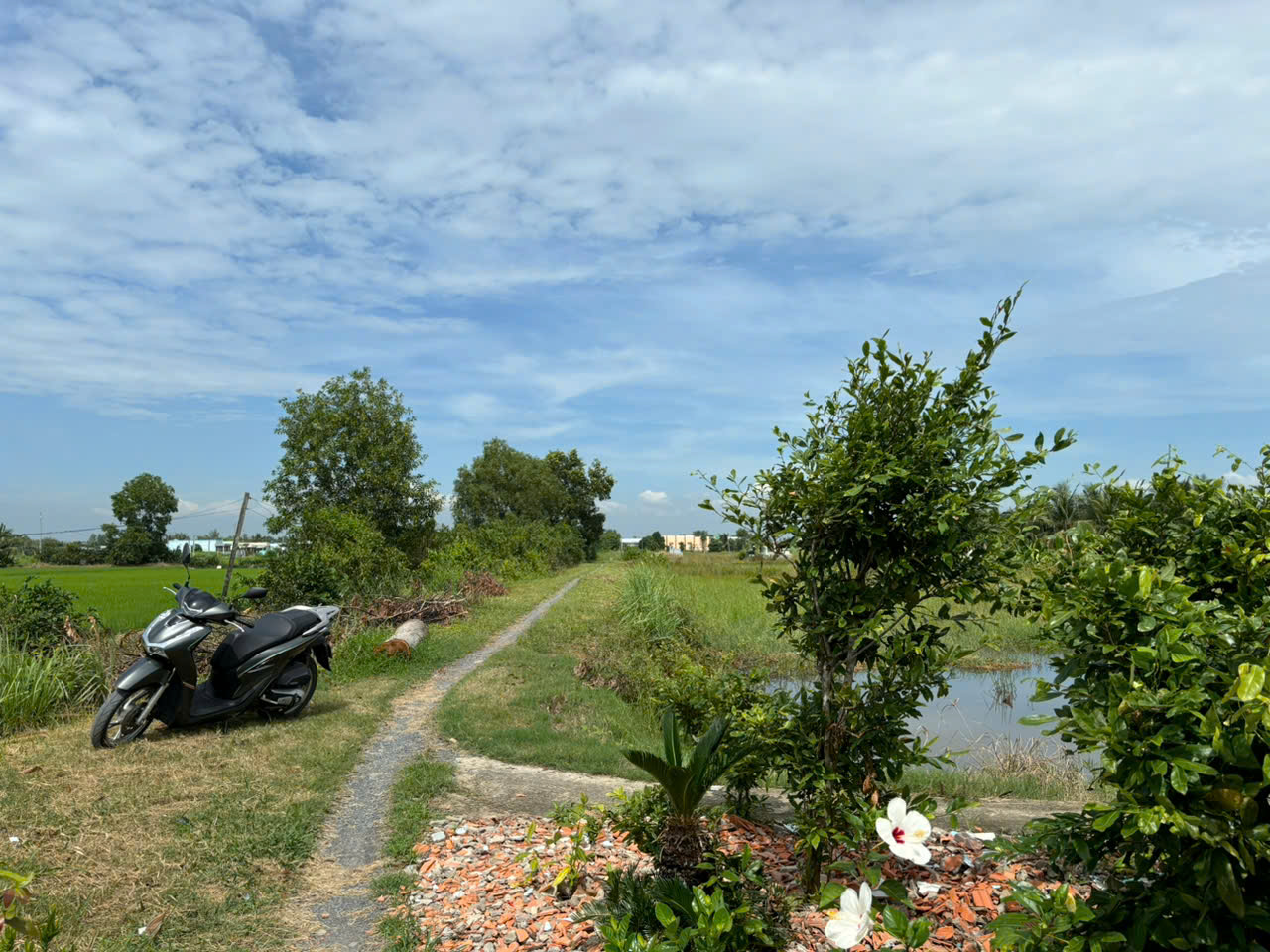 Đất lúa Óc Đảo Long Hựu 1000m2 giá rẻ đầu tư chỉ 400tr 3