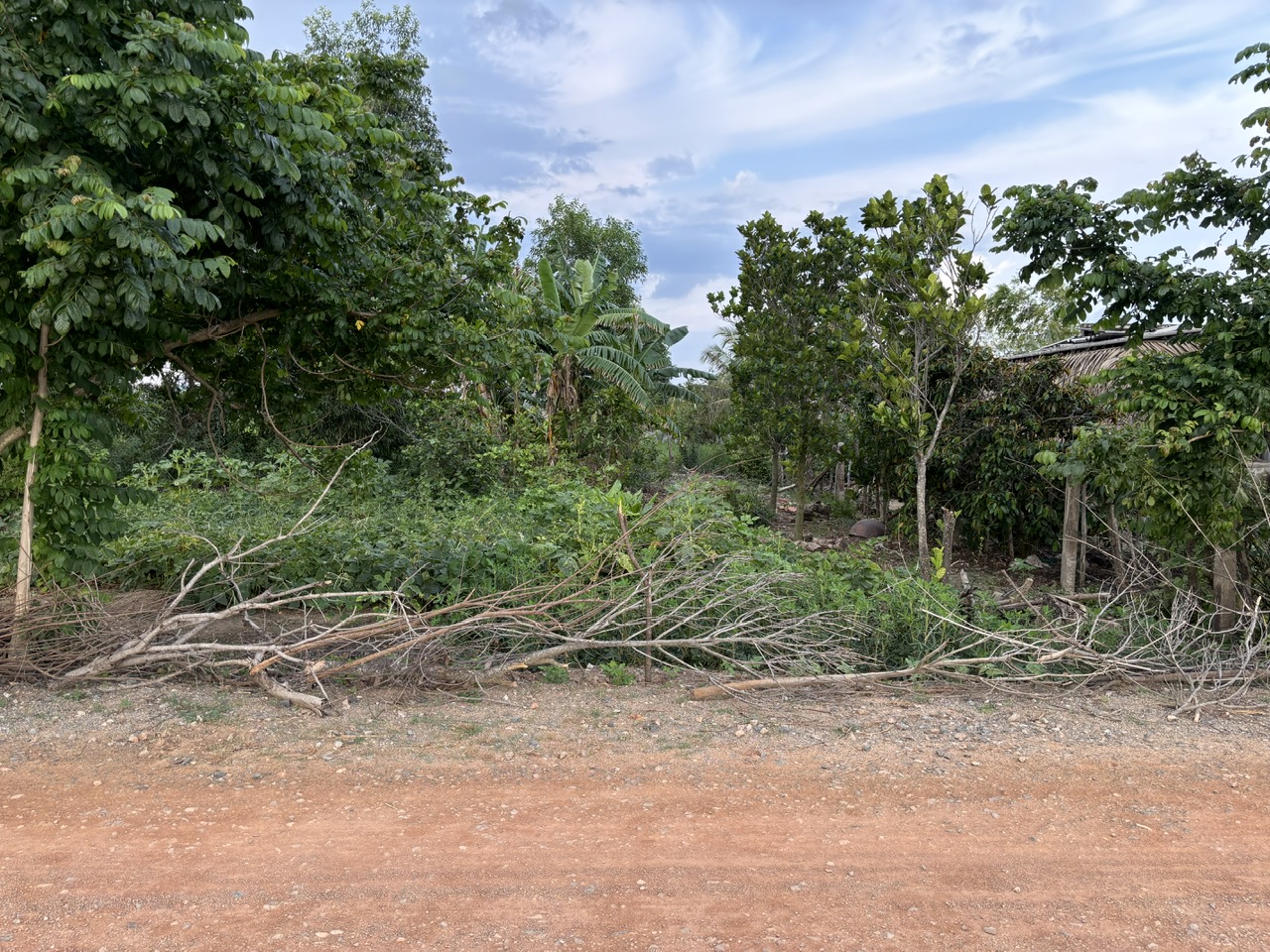 Đất lúa Óc Đảo Long Hựu 1000m2 mt đường 7m giá rẻ khách đầu tư 2 tỏi 5 3