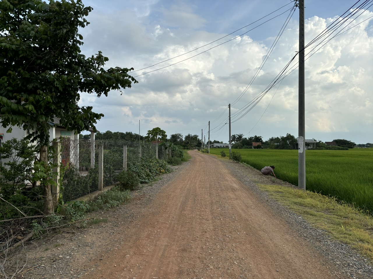 Đất lúa Óc Đảo Long Hựu 1000m2 mt đường 7m giá rẻ khách đầu tư 2 tỏi 5 2