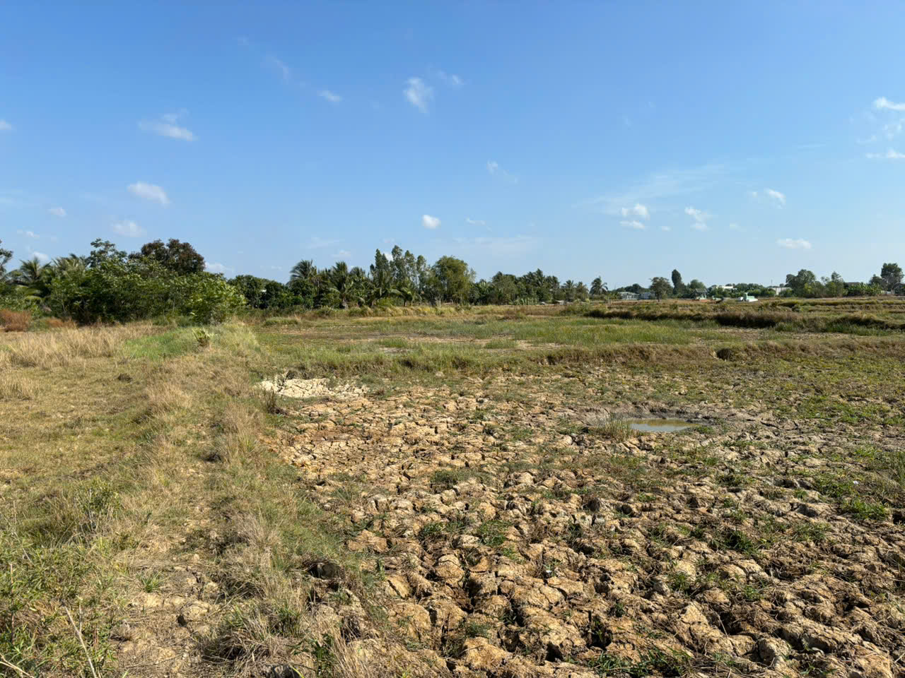 Đất lúa Óc Đảo Long Hựu 1000m2 giá rẻ đầu tư chỉ 400tr 4