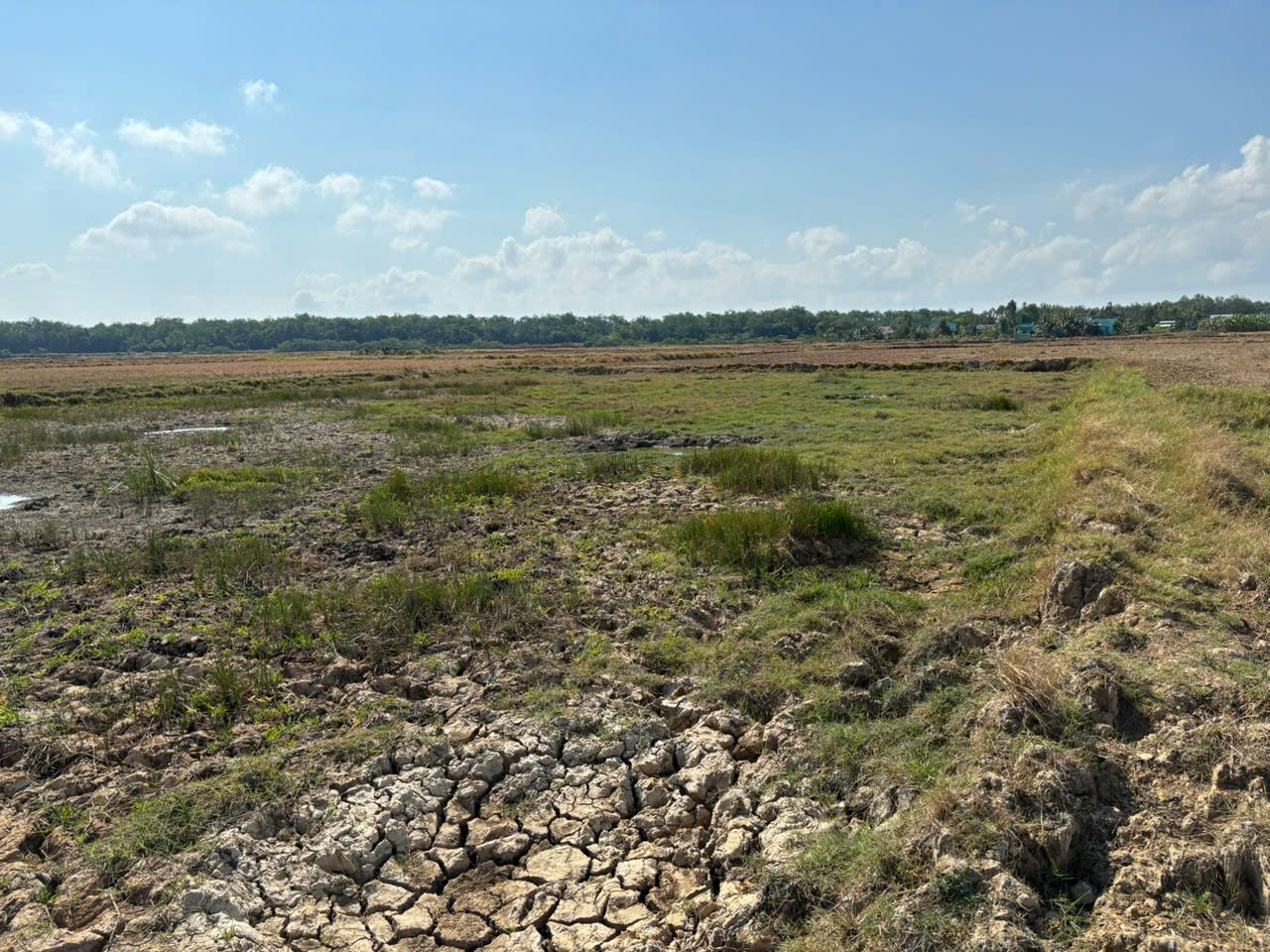 Đất lúa Óc Đảo Long Hựu 1000m2 giá rẻ đầu tư chỉ 400tr 5