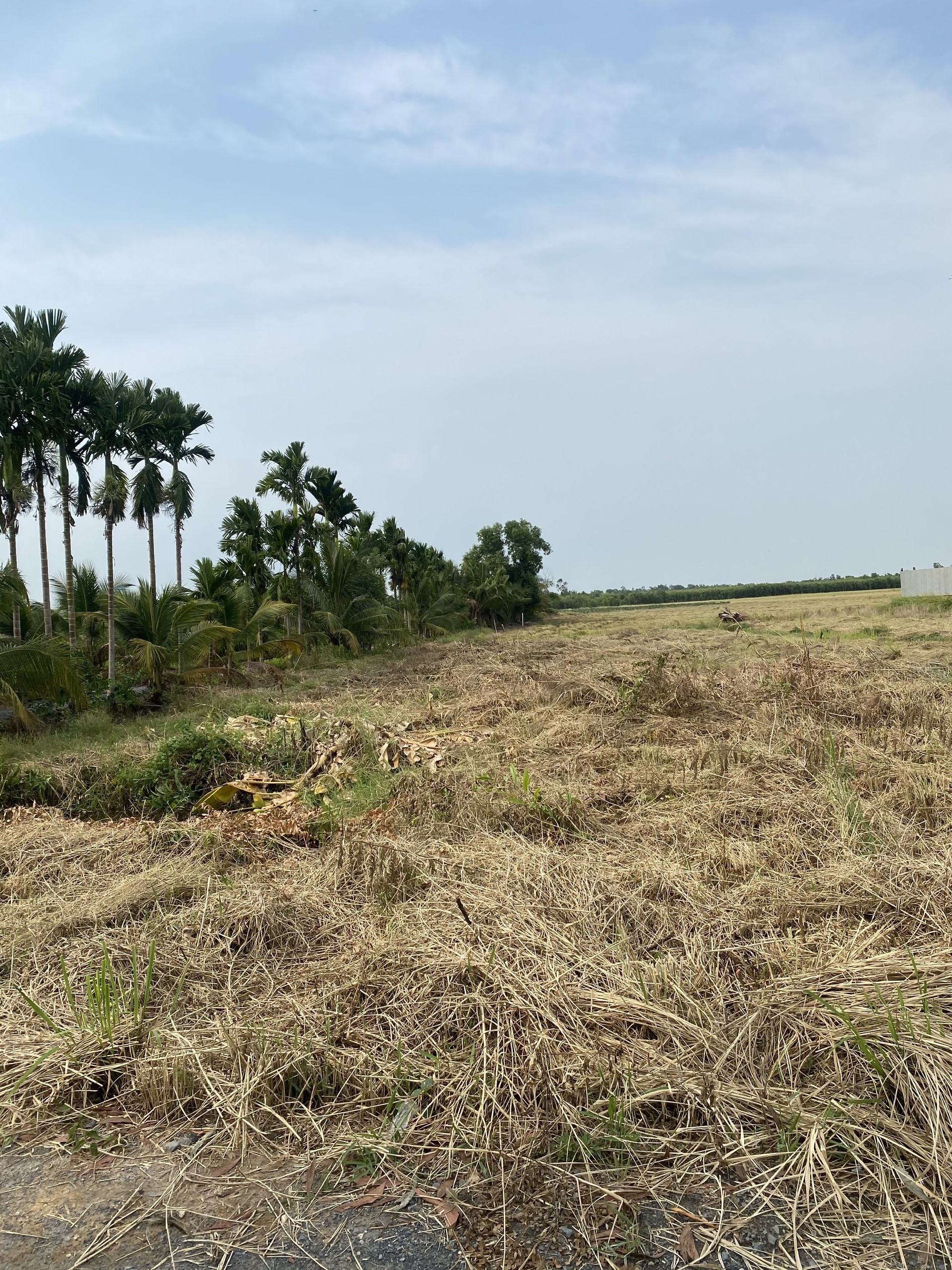 Cần bán Đất đường Kênh 10, Xã Lê Minh Xuân, Diện tích 1000m², Giá 4.3 Tỷ 3