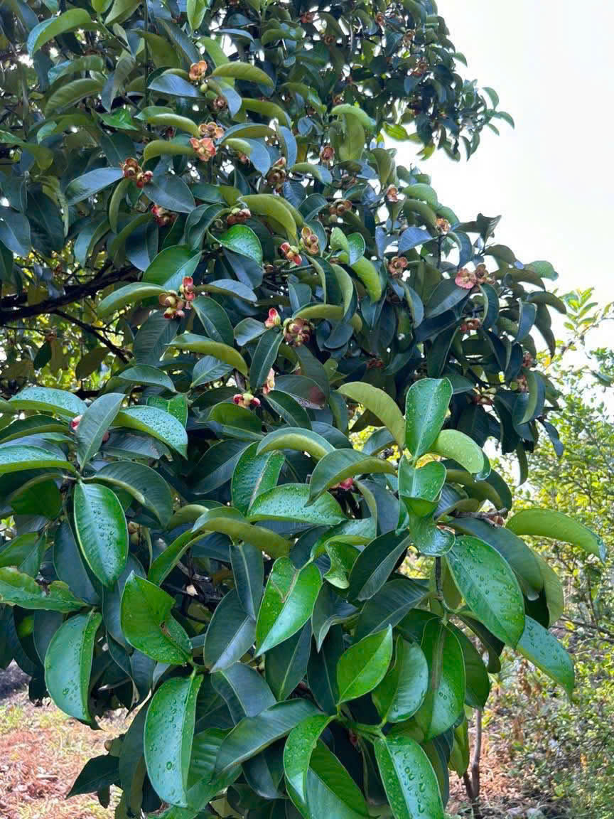 BÁN GẤP VƯỜN TRÁI CÂY VEN KÊNH – 1.100M² – CHỈ 4,8TR/M² – GIÁ MỀM HIẾM CÓ 5