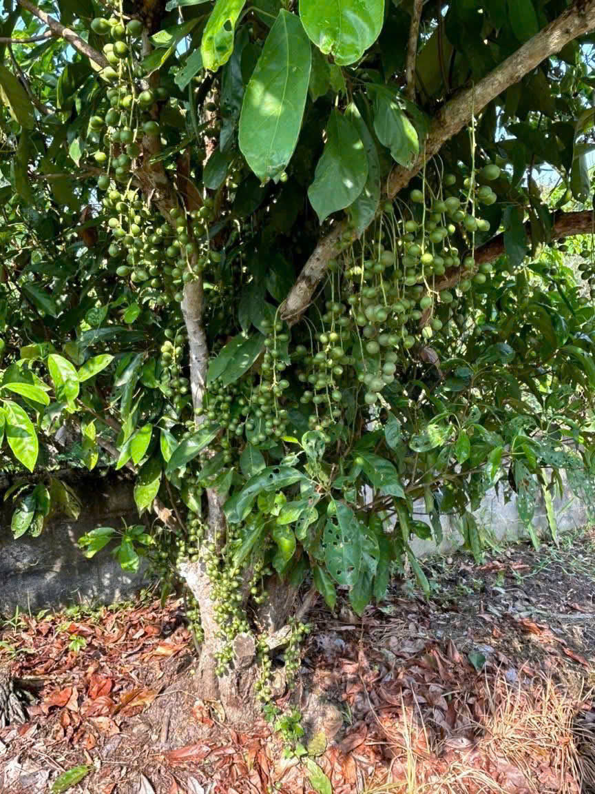 BÁN GẤP VƯỜN TRÁI CÂY VEN KÊNH – 1.100M² – CHỈ 4,8TR/M² – GIÁ MỀM HIẾM CÓ 4