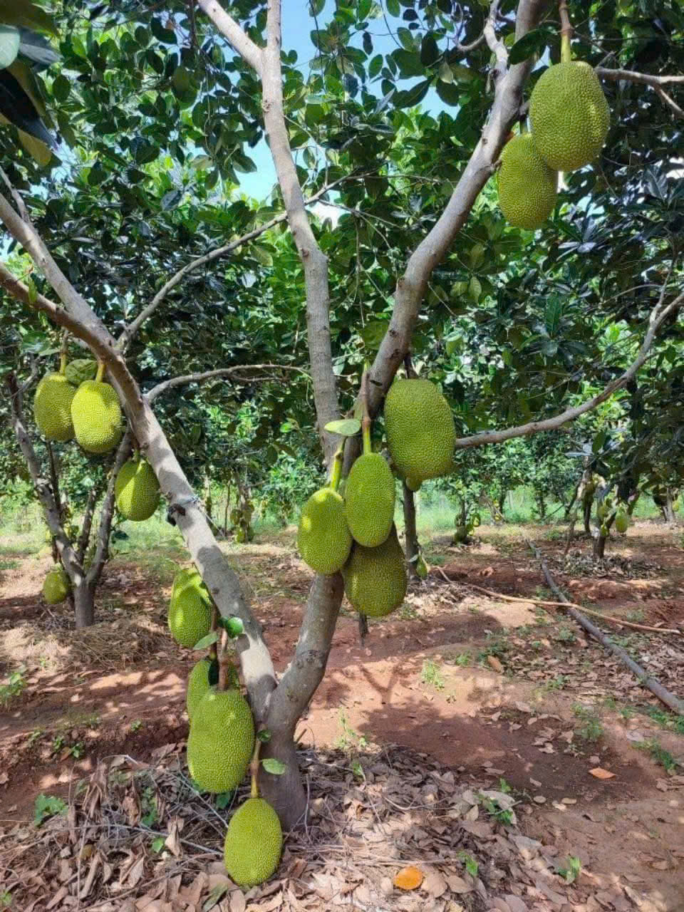 Bán đất view kênh đường xe ben xã Bình Đức dt 2000m2 ( 200m2 thổ ) giá 1,7 tỷ 4