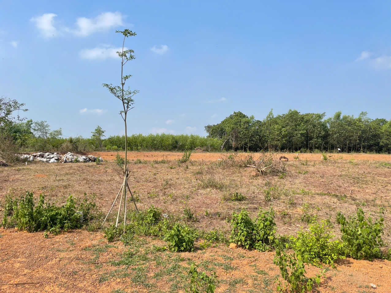 Cần bán Trang trại, rẫy, vườn đường Đoàn Thị Điểm, Thị trấn Vĩnh An, Diện tích 500m², Giá 480 Triệu 8