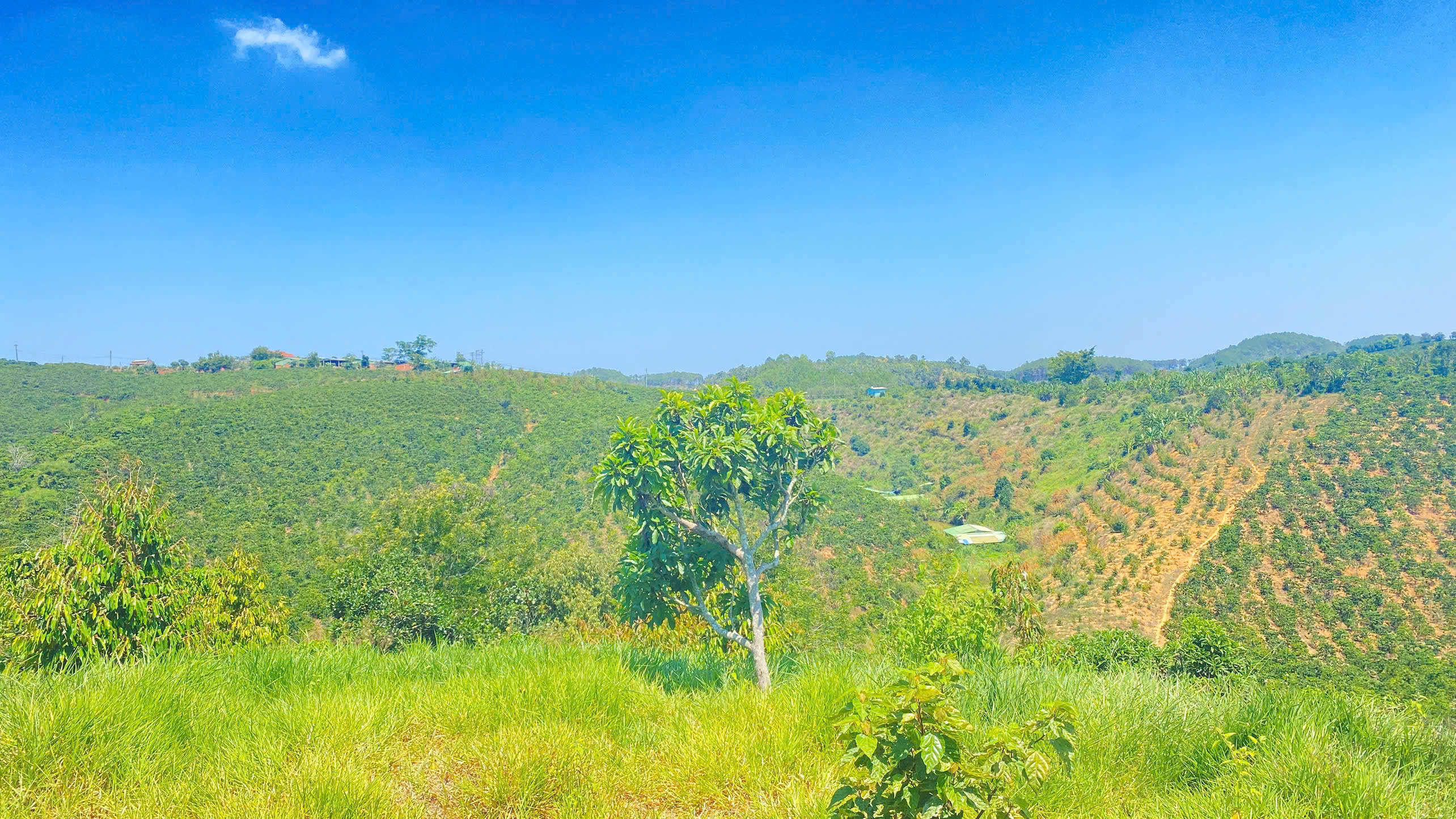 Đất hẻm ql28B, ninh gia, đức trọng cũ, lâm đồng 3,7 héc ta ( 37.000m2 ) 7