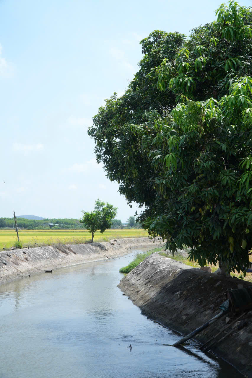 săn ngay lô đất view kênh đồng lúa siêu chill 3