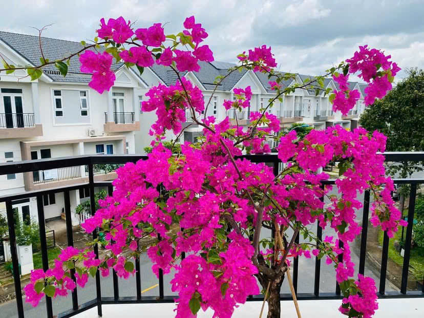 Cần bán Biệt thự Phường Thạnh Mỹ Lợi, Quận 2, Diện tích 355m², Giá 97 Tỷ 3