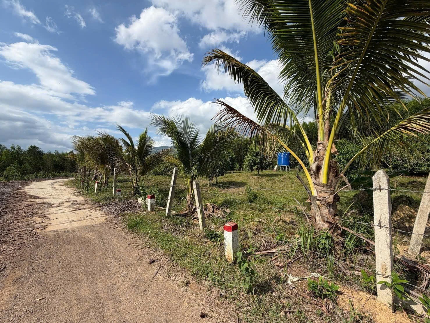 Bán vườn cây trái tại Xã Diên Đồng đường bê tông ô tô tận nơi 4