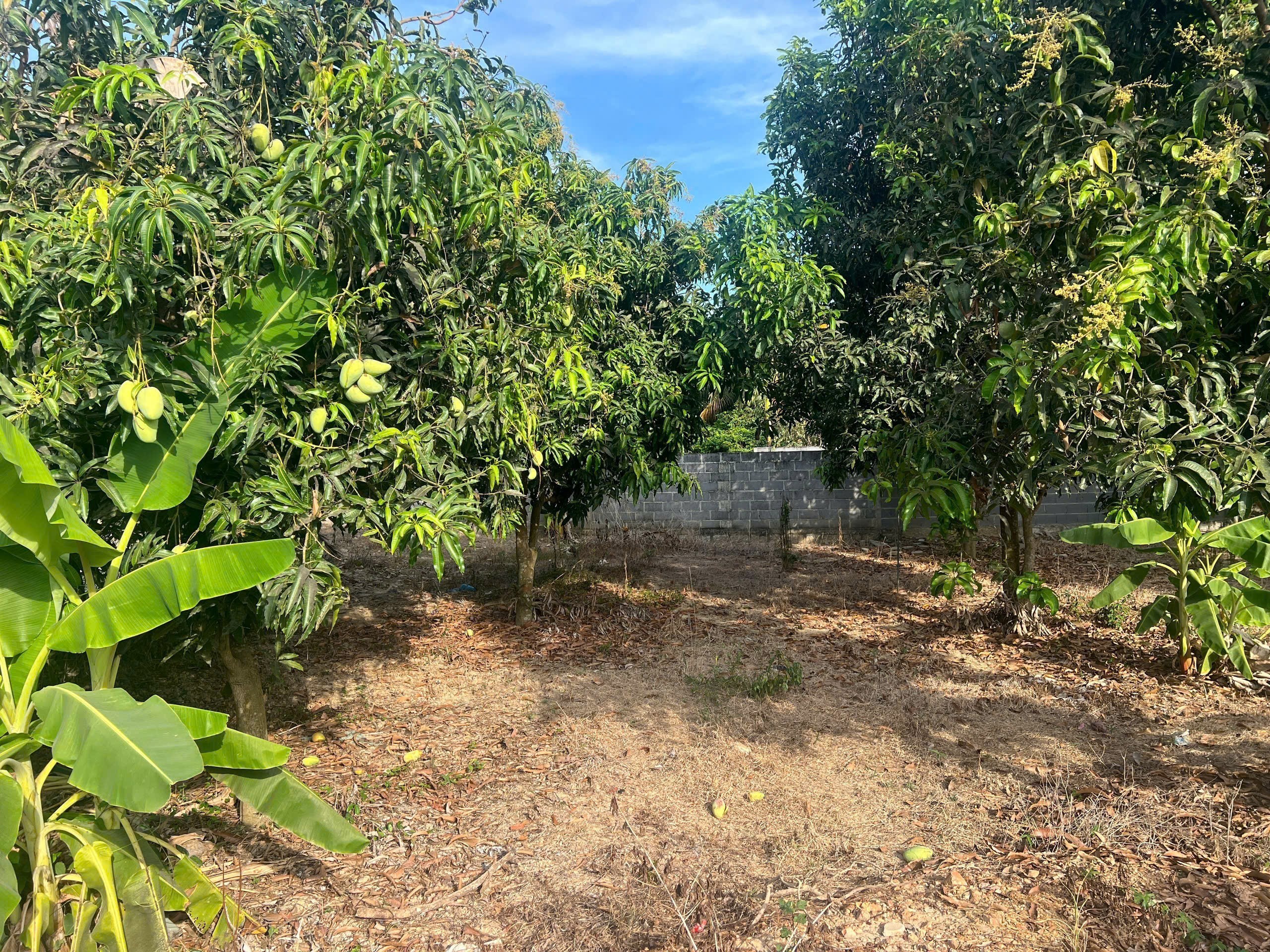 Bán đất Diên Phước mặt tiền đường Phước Tuy rộng rãi phù hợp xây biệt thự vườn 9