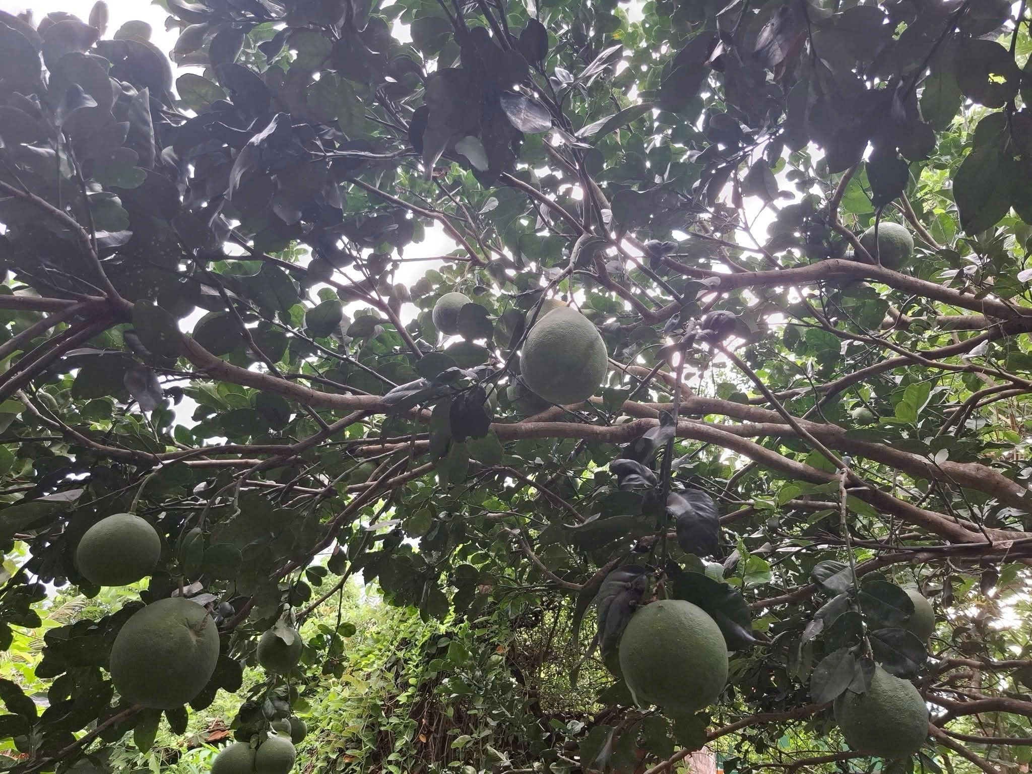 Bán nhà vườn Khánh Đông gần Tỉnh Lộ 8 tặng vườn cây trái sum suê phù hợp đầu tư nghỉ dưỡng 10