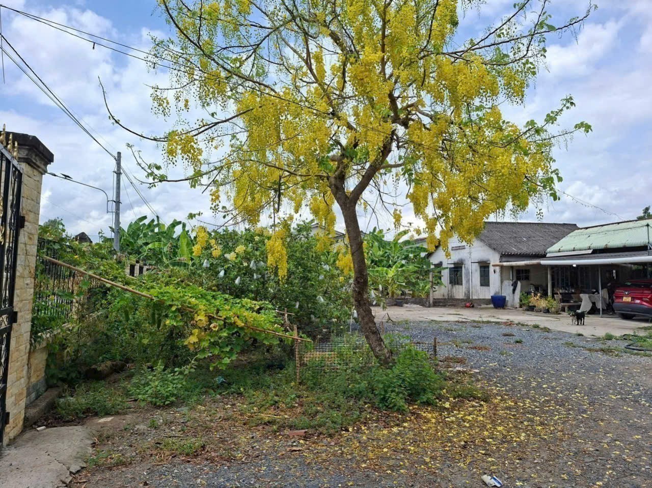 Bán nhà vườn xã Bình Tịnh, Tân Trụ dt 4000m2 ( 1582m2 thổ ) giá 5,5 tỷ 2