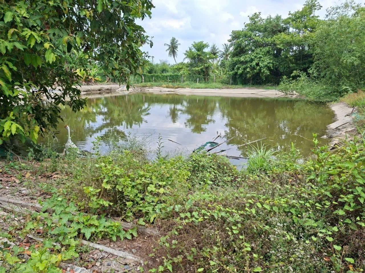 Bán nhà vườn xã Bình Tịnh, Tân Trụ dt 4000m2 ( 1582m2 thổ ) giá 5,5 tỷ 10