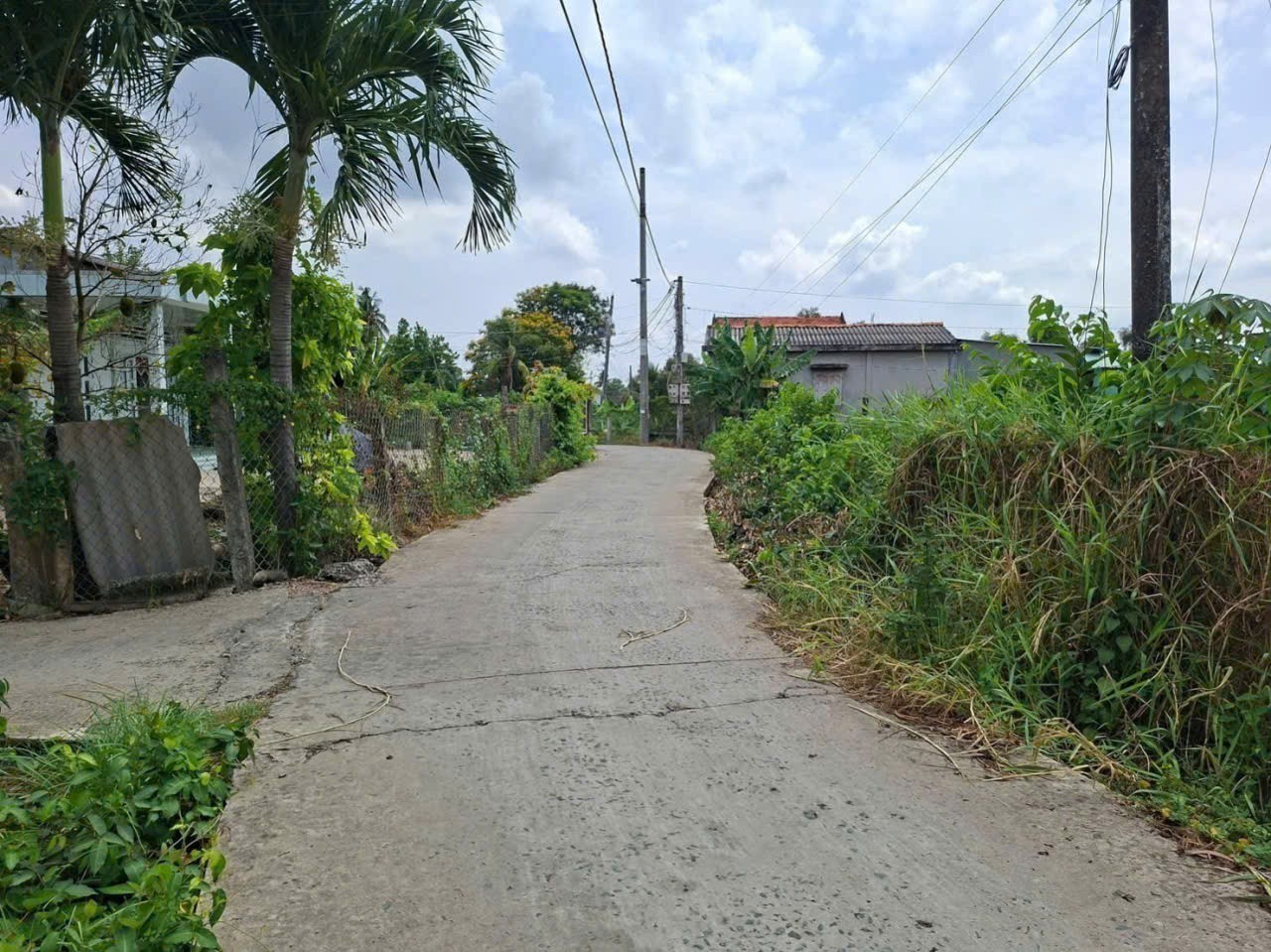 Bán nhà vườn xã Bình Tịnh, Tân Trụ dt 4000m2 ( 1582m2 thổ ) giá 5,5 tỷ 12