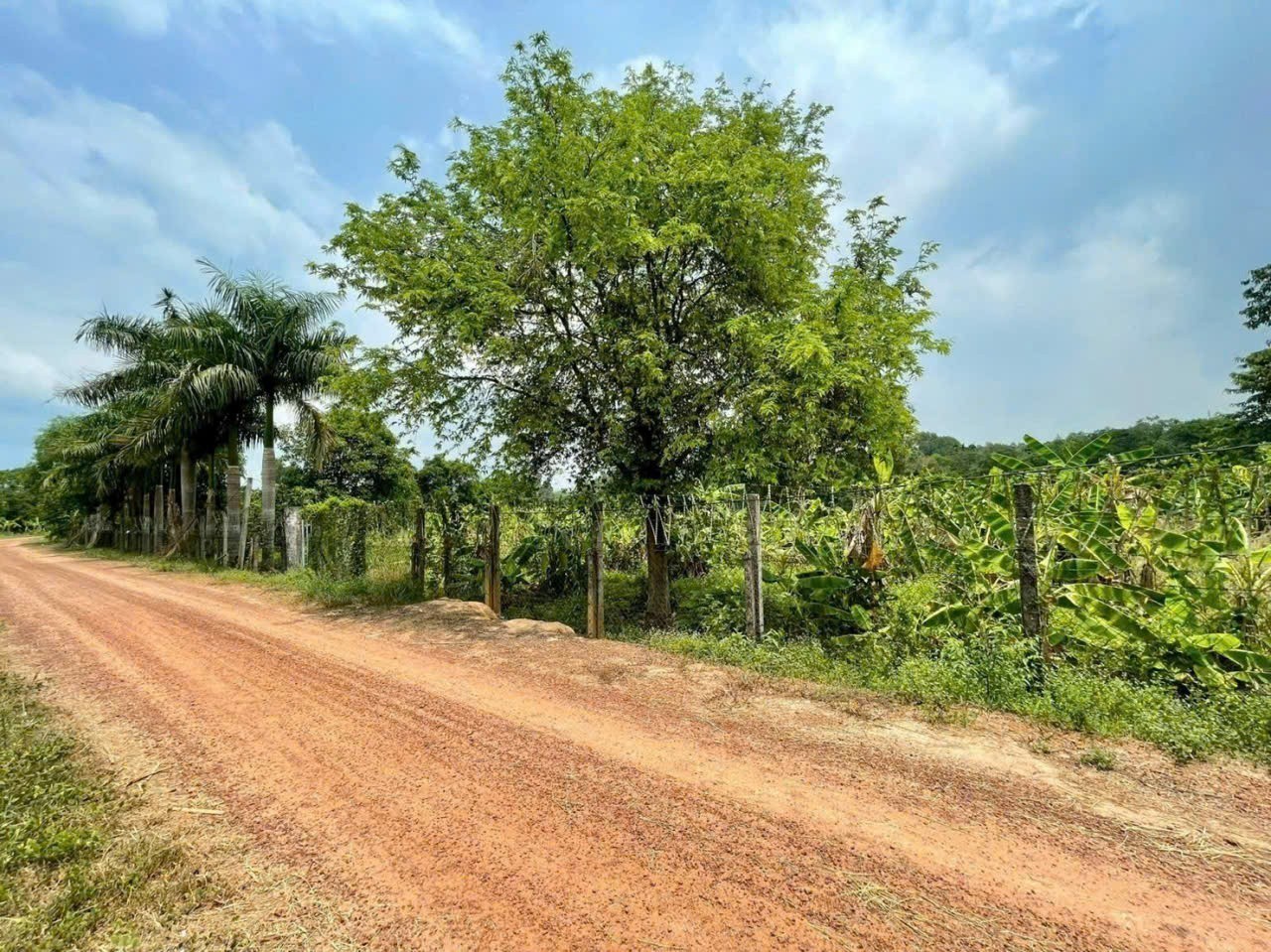 Bán đất ven sông Sài Gòn xã An Phúm Củ Chi tdt 2886m2 ( 95m2 thổ) giá 5,5 tỷ 4