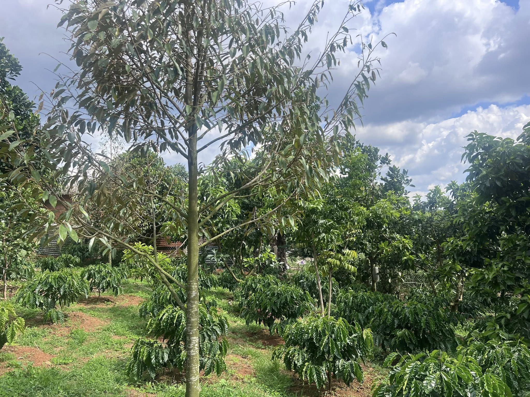 Cần bán Trang trại, rẫy, vườn đường Tỉnh lộ 725, Thị trấn Nam Ban, Diện tích 4800m², Giá 8.5 Tỷ