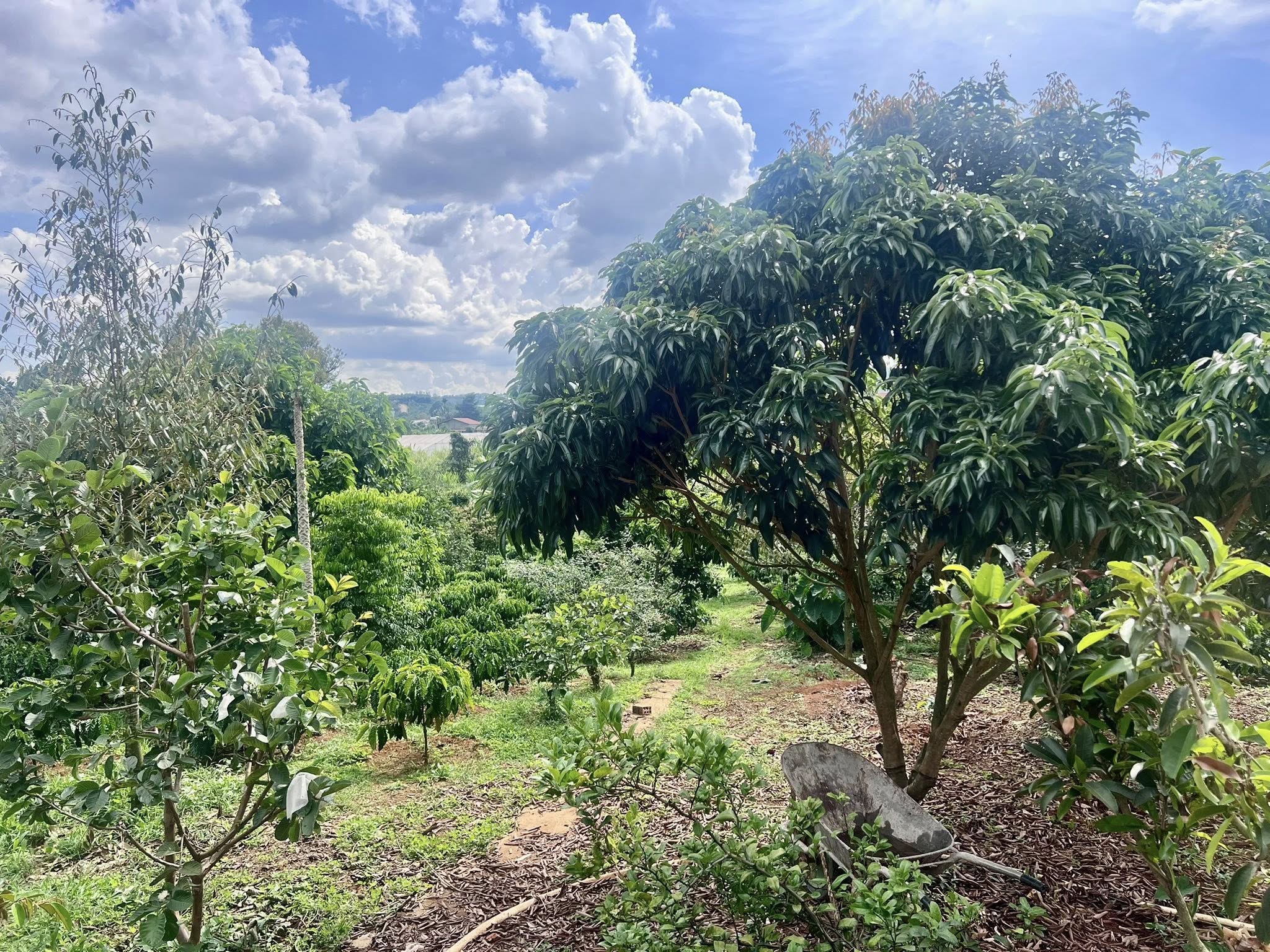 Cần bán Trang trại, rẫy, vườn đường Tỉnh lộ 725, Thị trấn Nam Ban, Diện tích 4800m², Giá 8.5 Tỷ 4