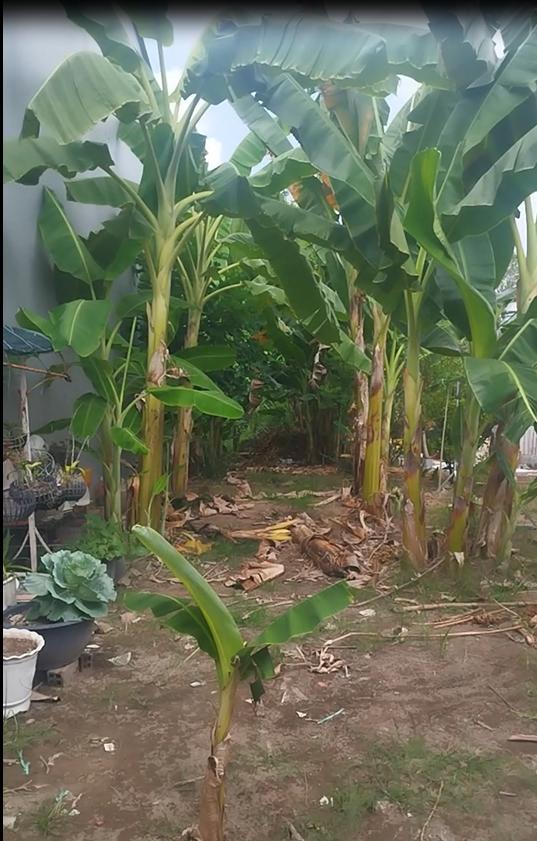 Bán Đất Ở Sổ Hồng 77m2 Hẻm Nguyễn Tất Thành, An Hòa, TP Sa Đéc, ĐT. Giá 1.1 Tỷ. 4