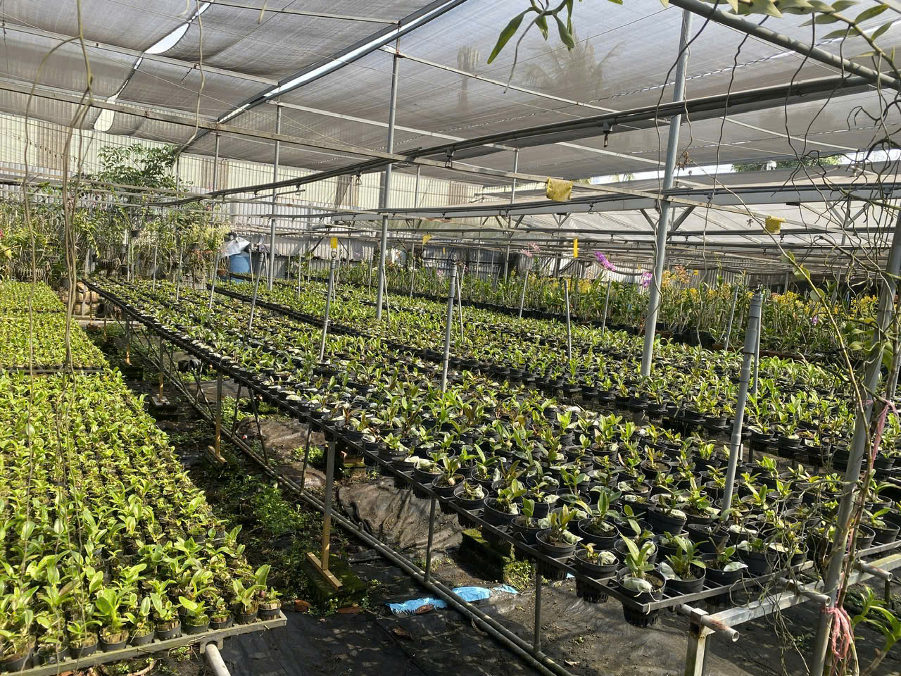 Cho thuê Đất Phường Phú Hữu, Quận 9, Diện tích 200m², Giá Thương lượng 11