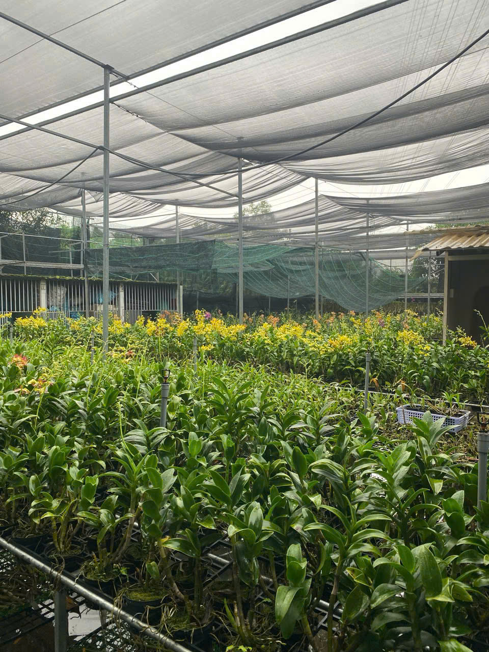 Cho thuê Đất Phường Phú Hữu, Quận 9, Diện tích 200m², Giá Thương lượng 15